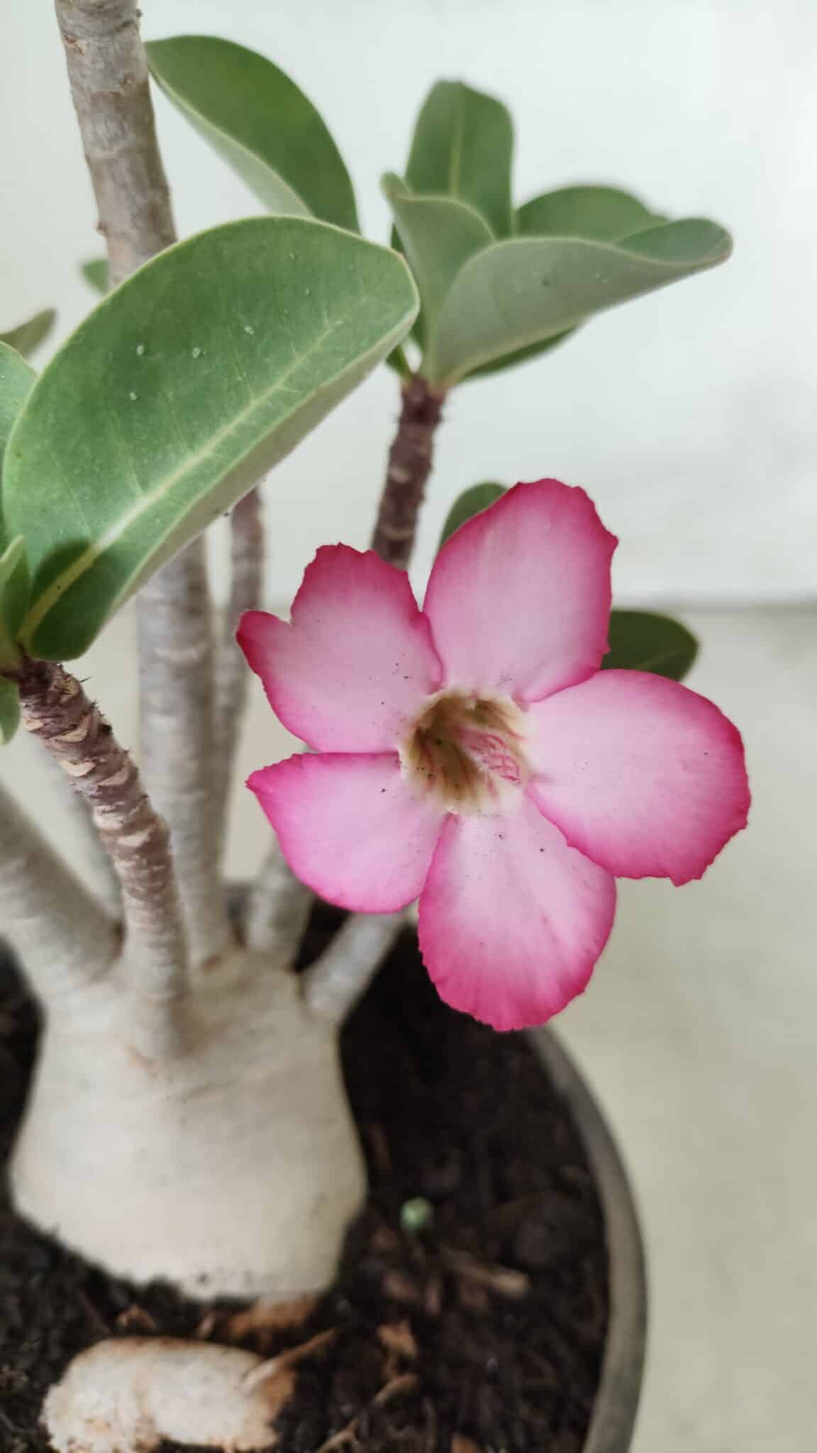 Planta ARABICUM 161 – 30cm - Vaso 15