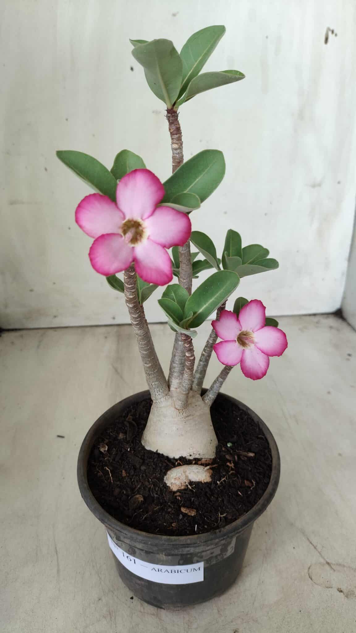 Planta ARABICUM 161 – 30cm - Vaso 15