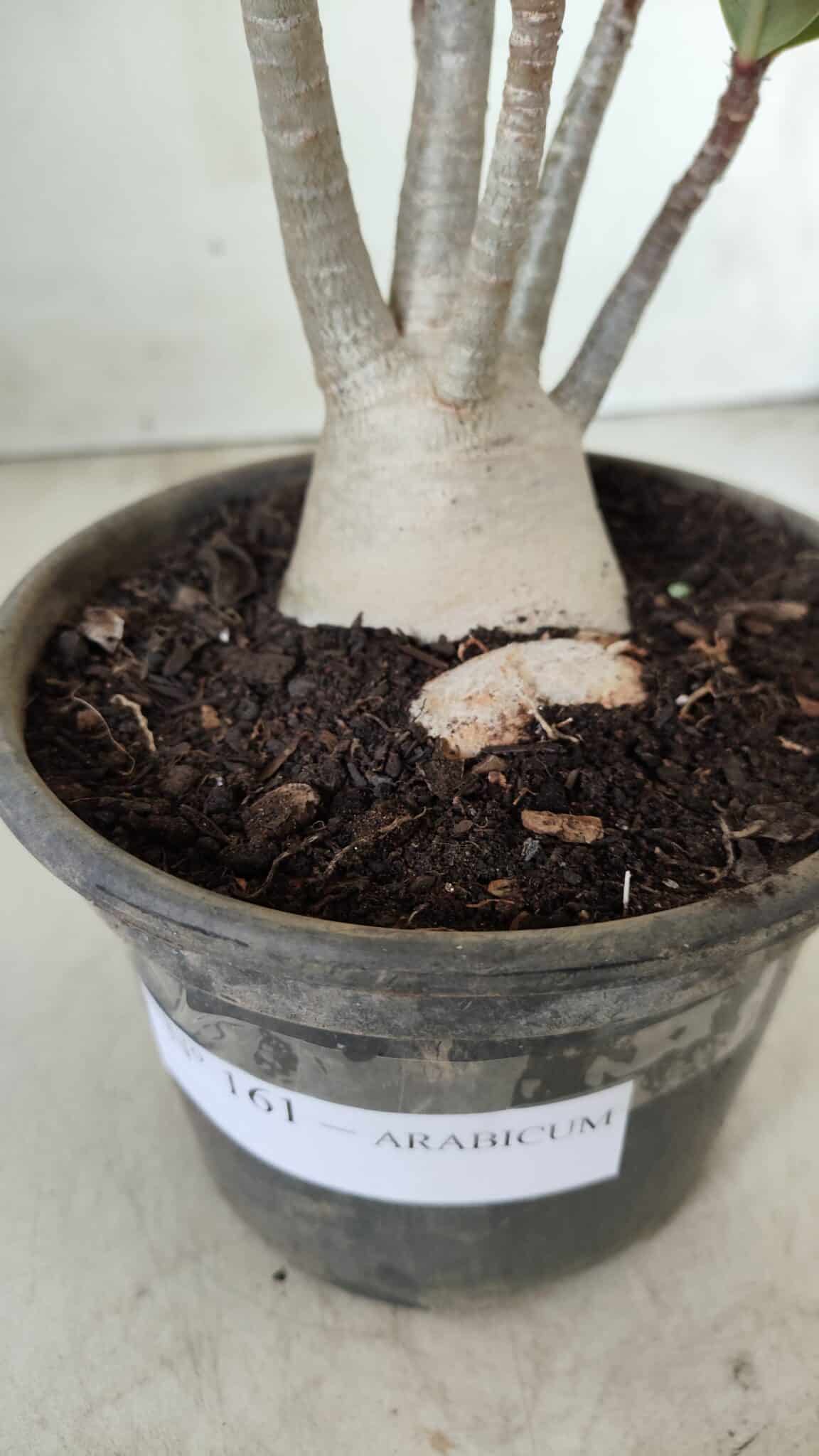 Planta ARABICUM 161 – 30cm - Vaso 15