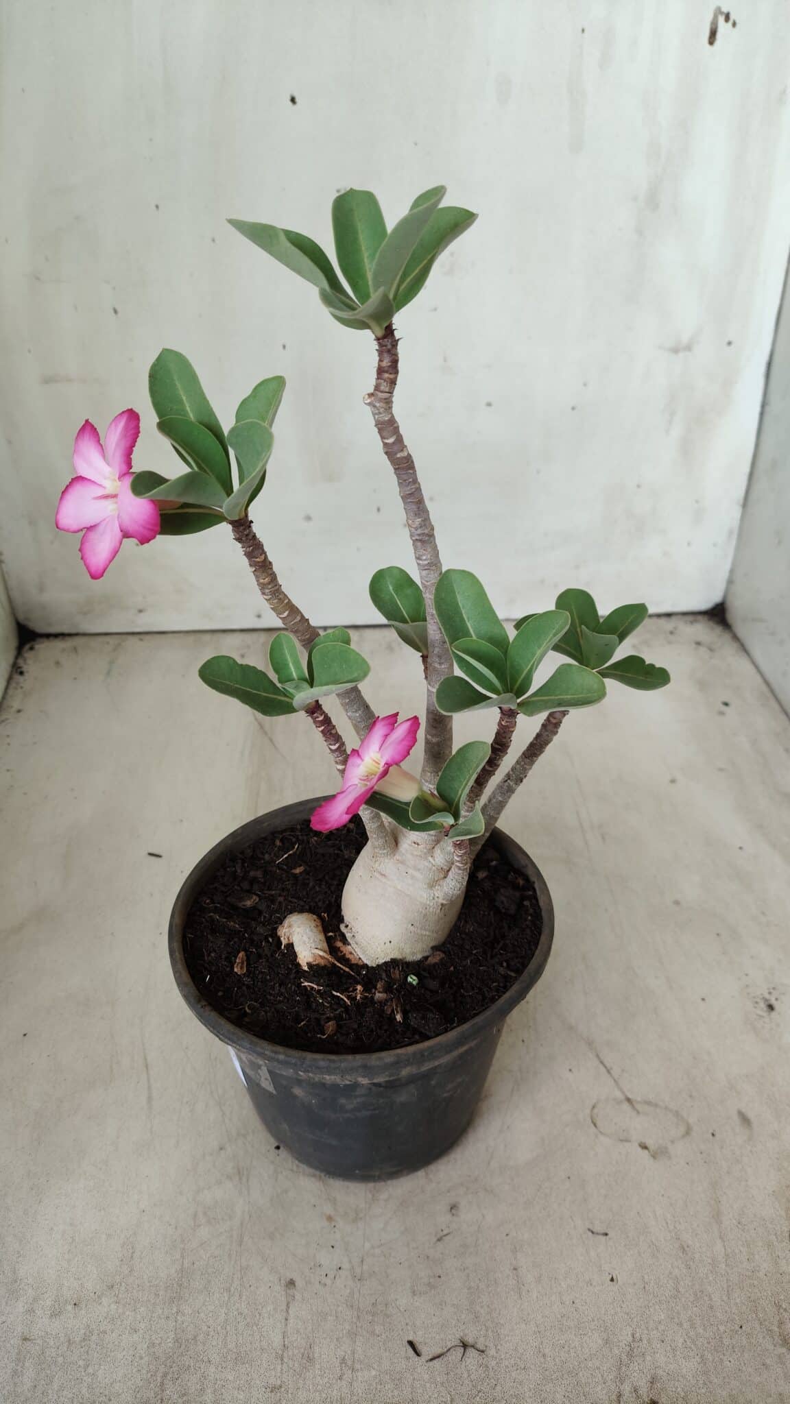 Planta ARABICUM 161 – 30cm - Vaso 15