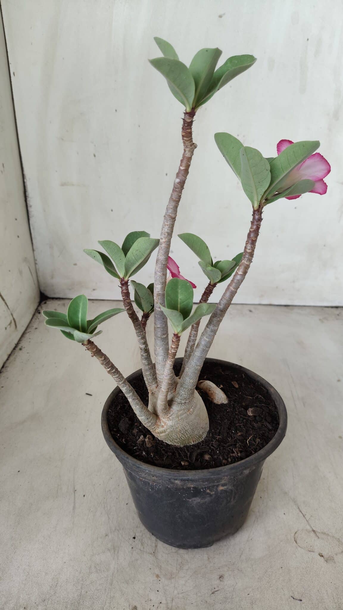Planta ARABICUM 161 – 30cm - Vaso 15