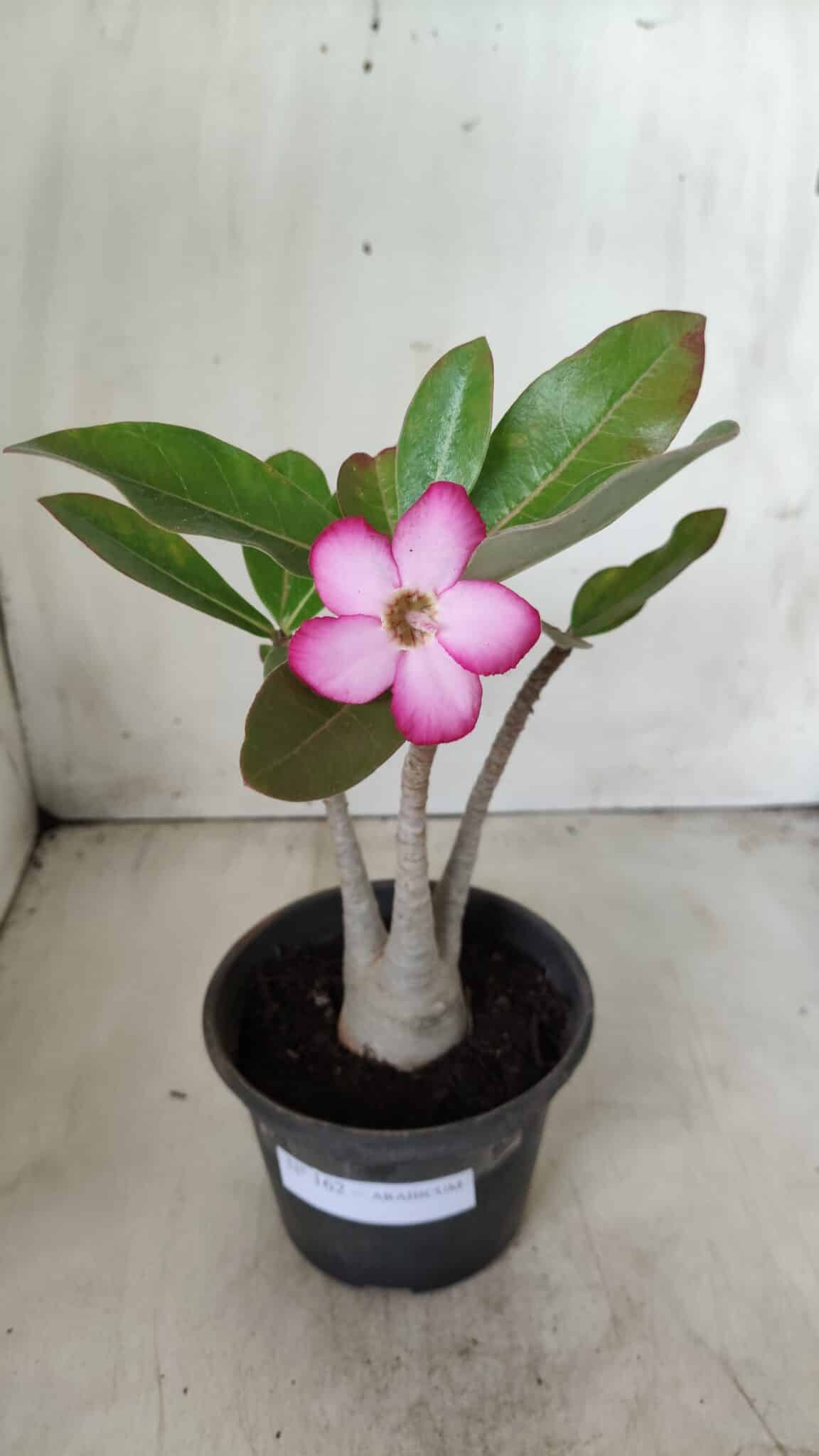 Planta ARABICUM 162 – 30cm - Vaso 15