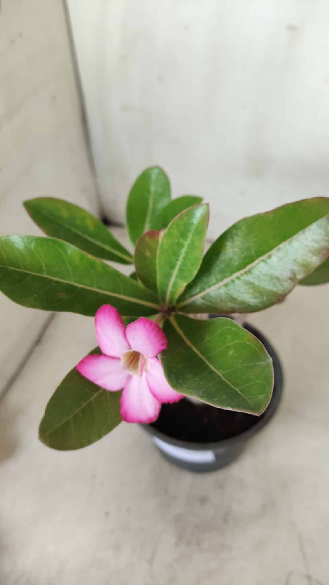 Planta ARABICUM 162 – 30cm - Vaso 15