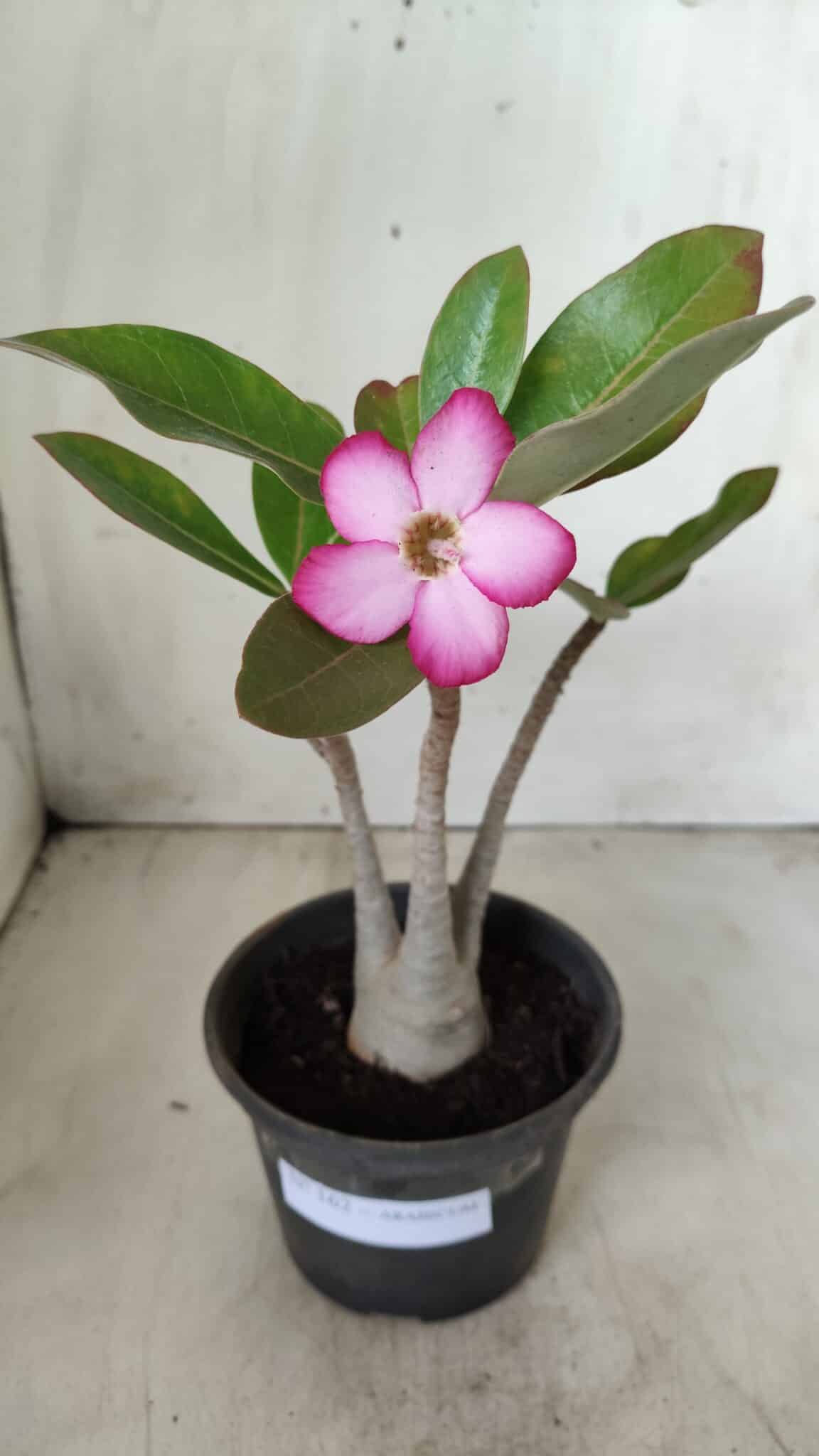 Planta ARABICUM 162 – 30cm - Vaso 15