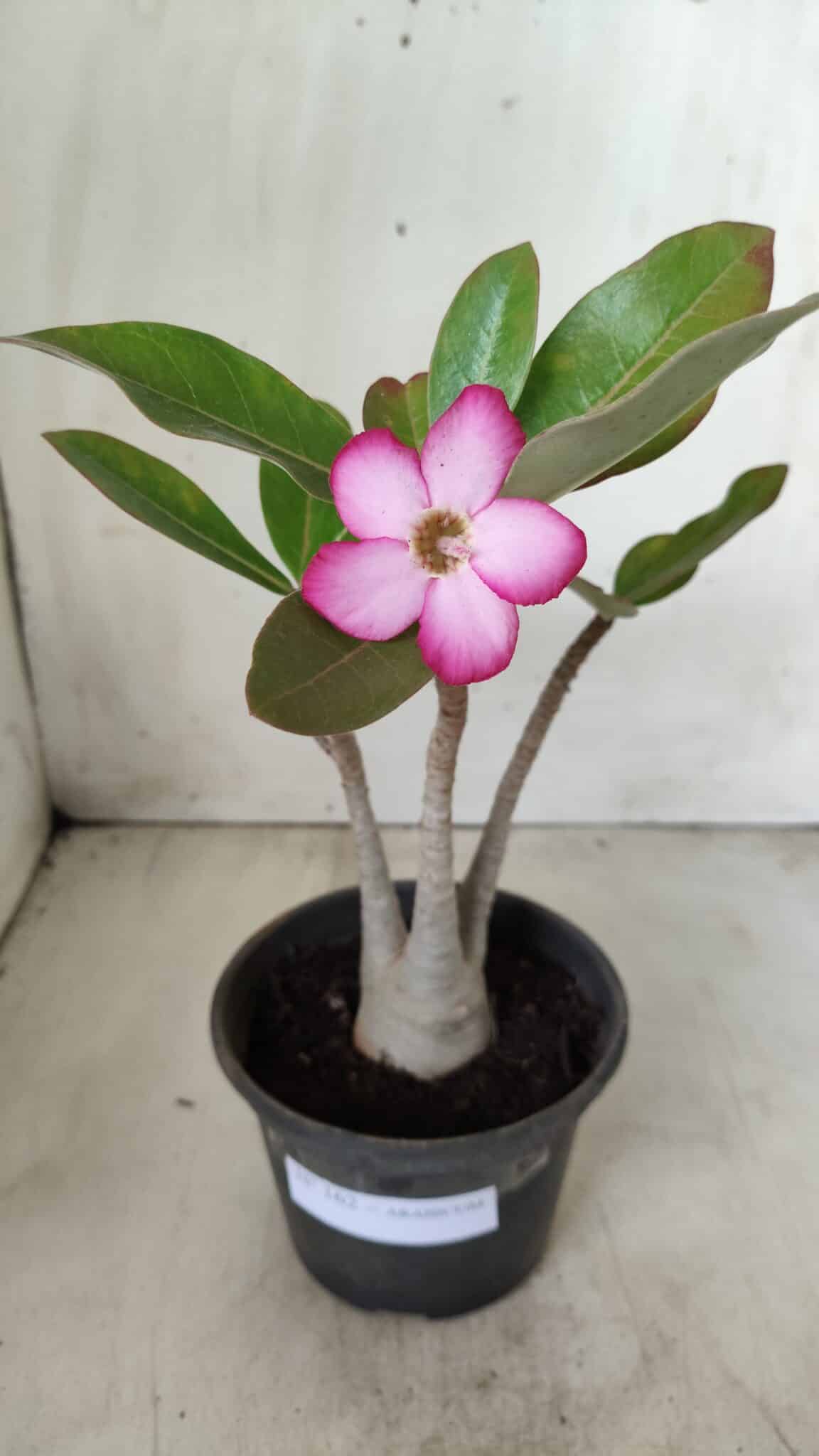 Planta ARABICUM 162 – 30cm - Vaso 15