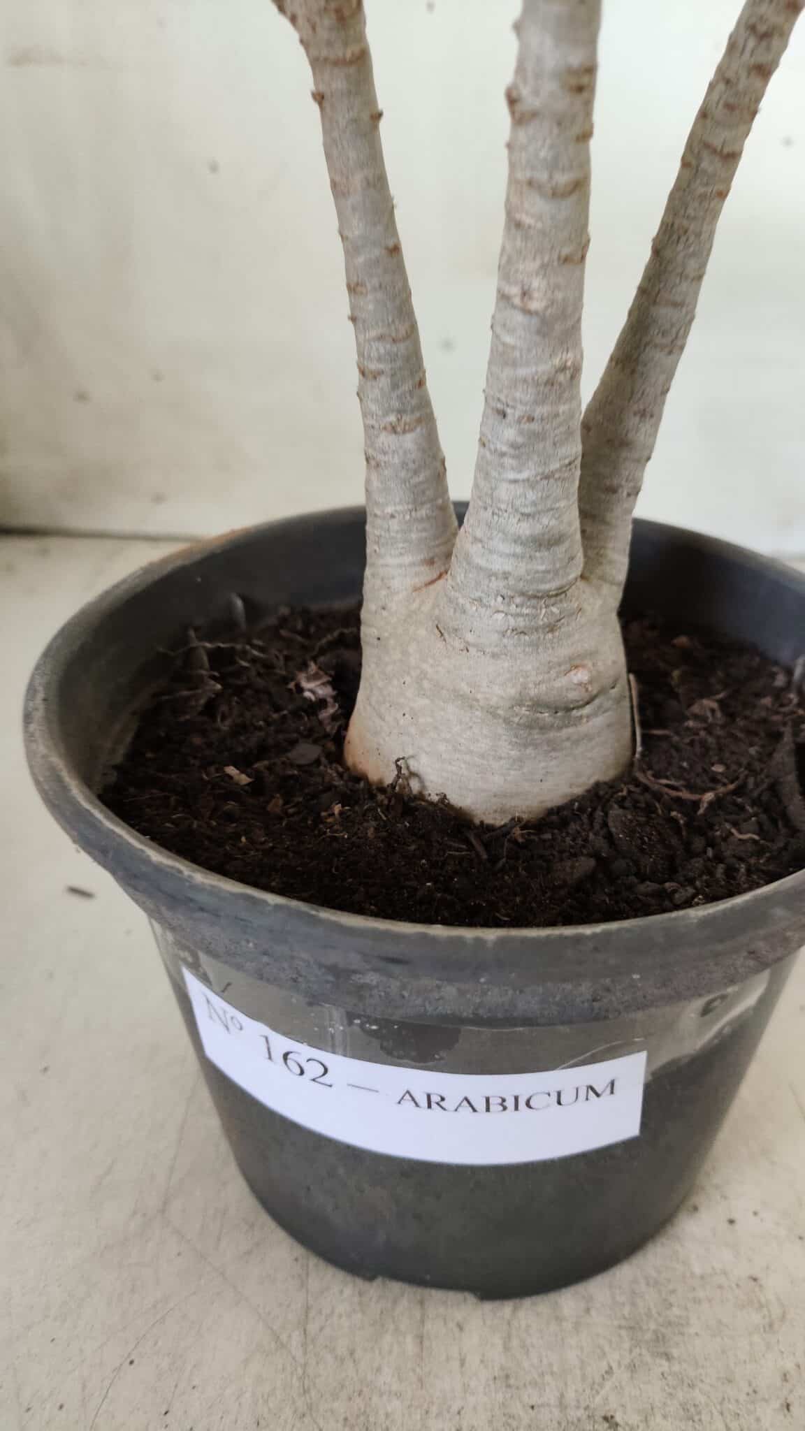 Planta ARABICUM 162 – 30cm - Vaso 15