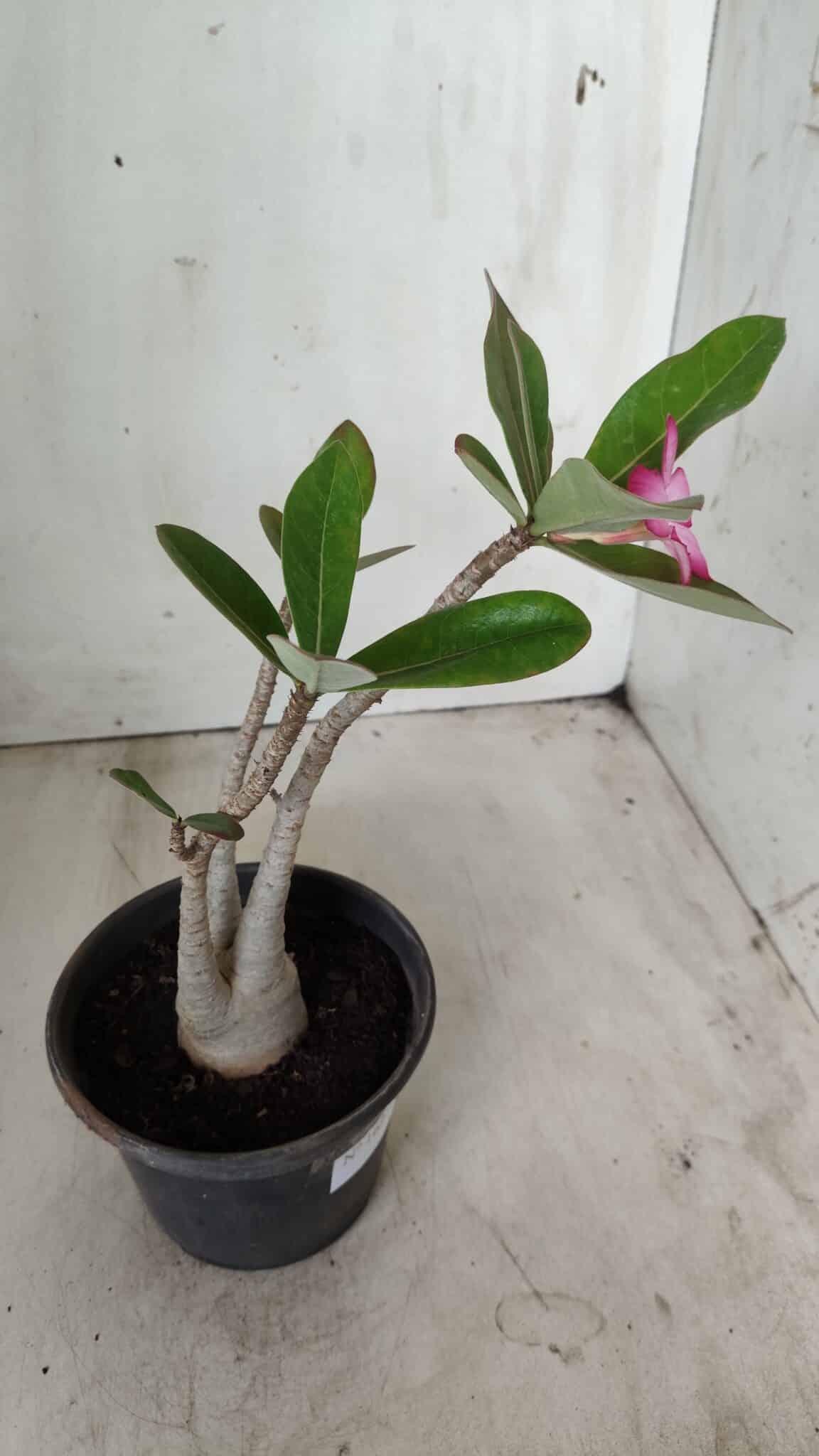 Planta ARABICUM 162 – 30cm - Vaso 15