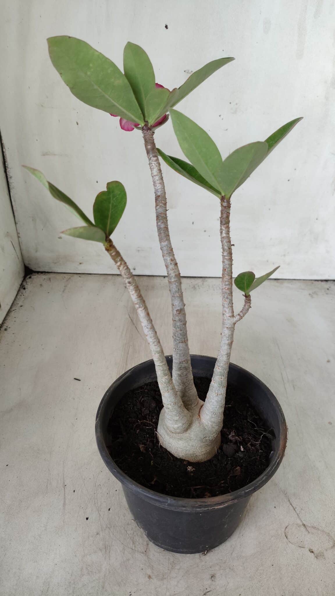 Planta ARABICUM 162 – 30cm - Vaso 15