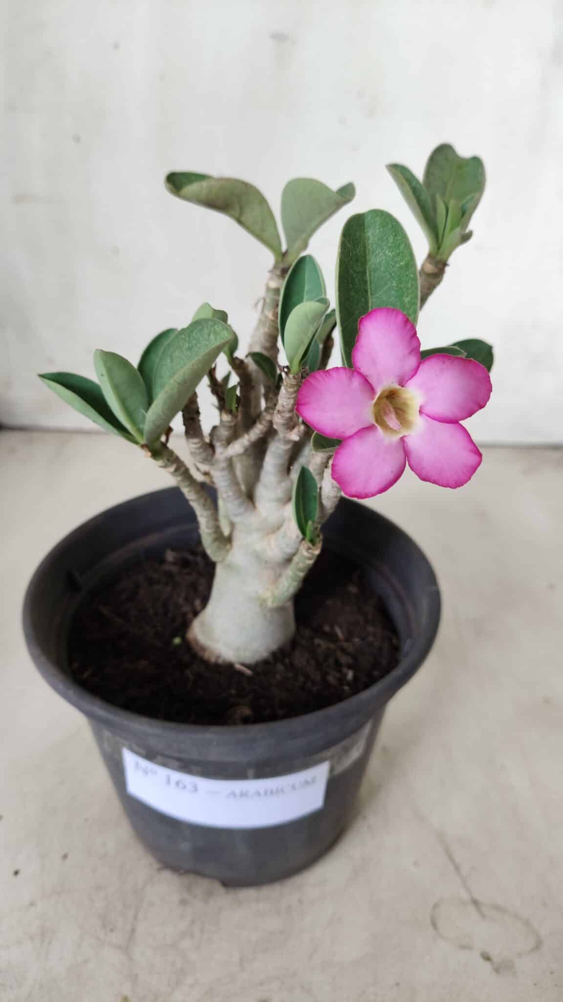 Planta ARABICUM 163 – 20cm - Vaso 15