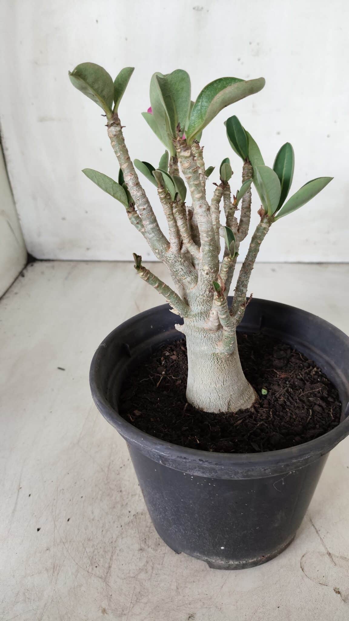 Planta ARABICUM 163 – 20cm - Vaso 15