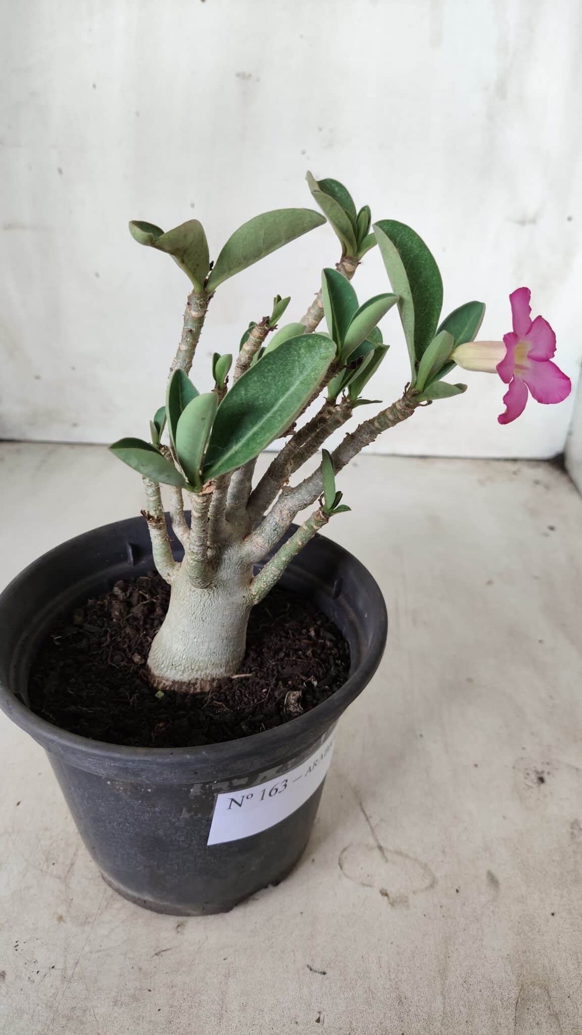 Planta ARABICUM 163 – 20cm - Vaso 15
