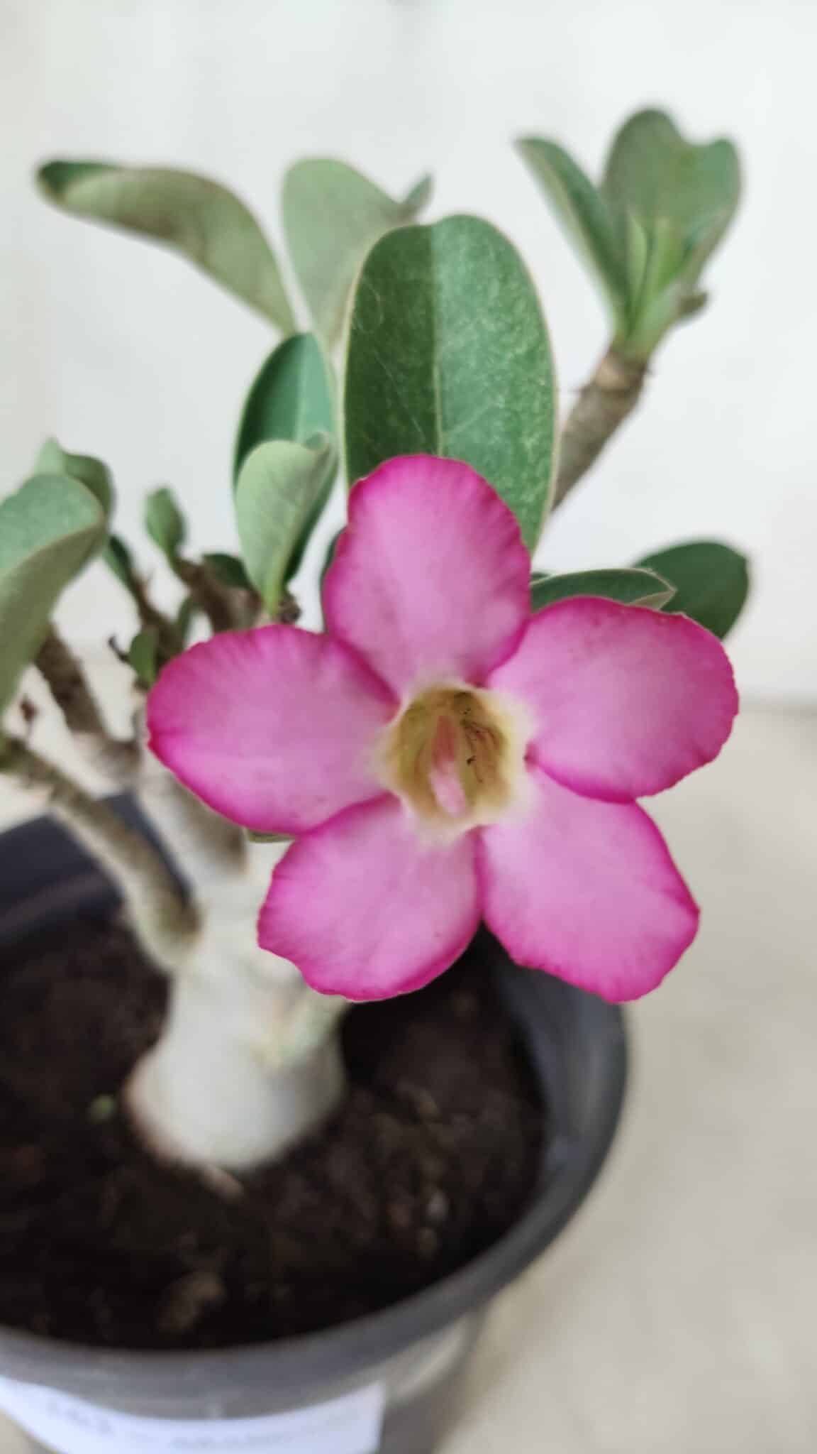 Planta ARABICUM 163 – 20cm - Vaso 15