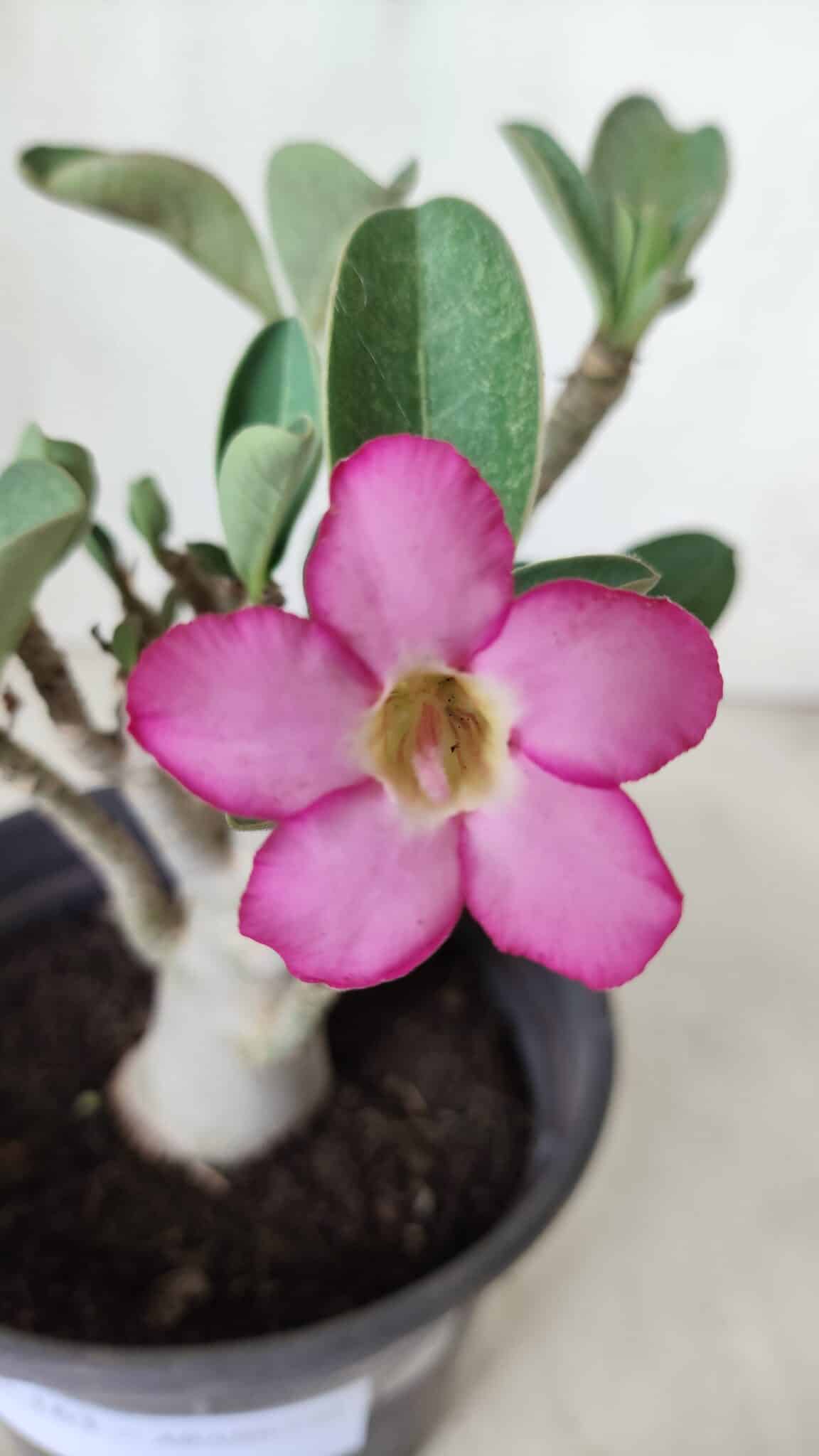 Planta ARABICUM 163 – 20cm - Vaso 15
