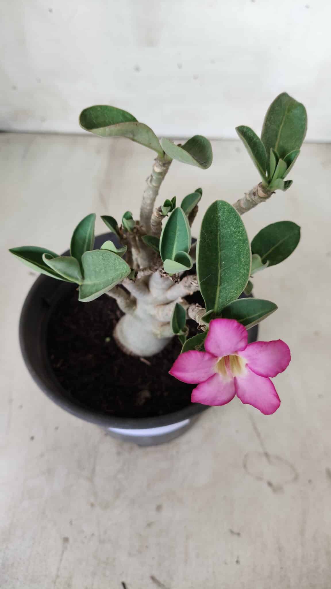 Planta ARABICUM 163 – 20cm - Vaso 15