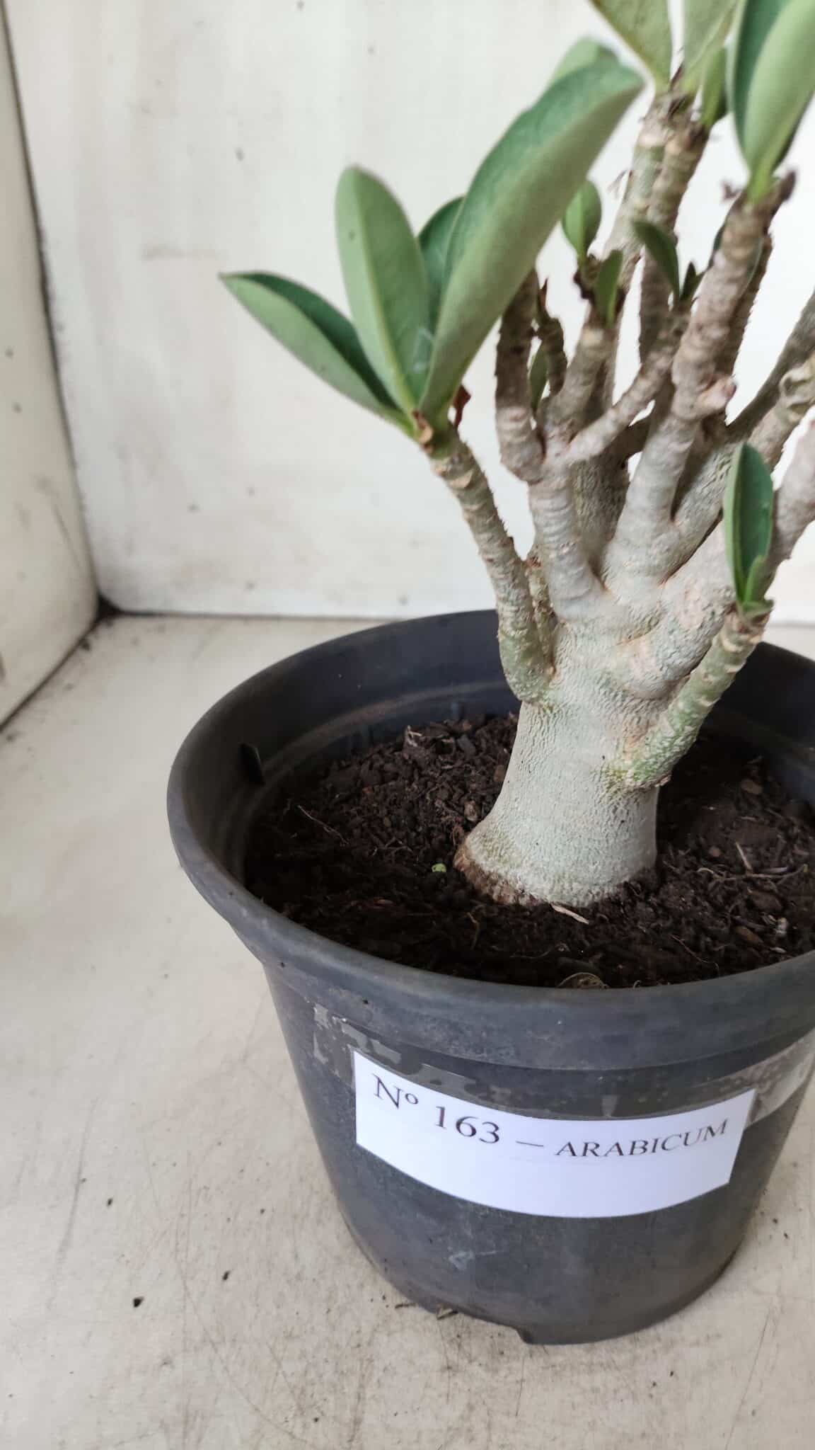 Planta ARABICUM 163 – 20cm - Vaso 15
