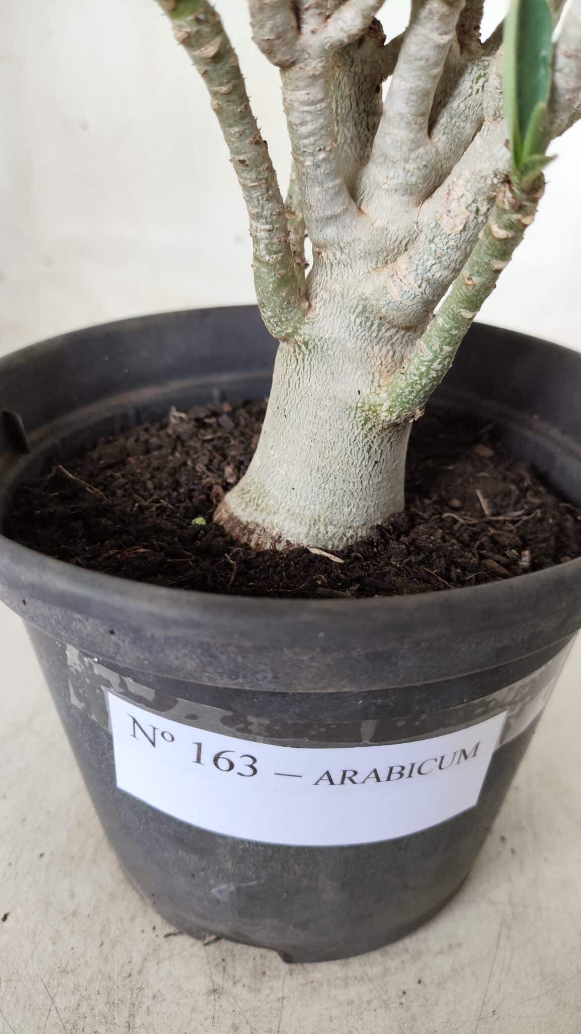 Planta ARABICUM 163 – 20cm - Vaso 15