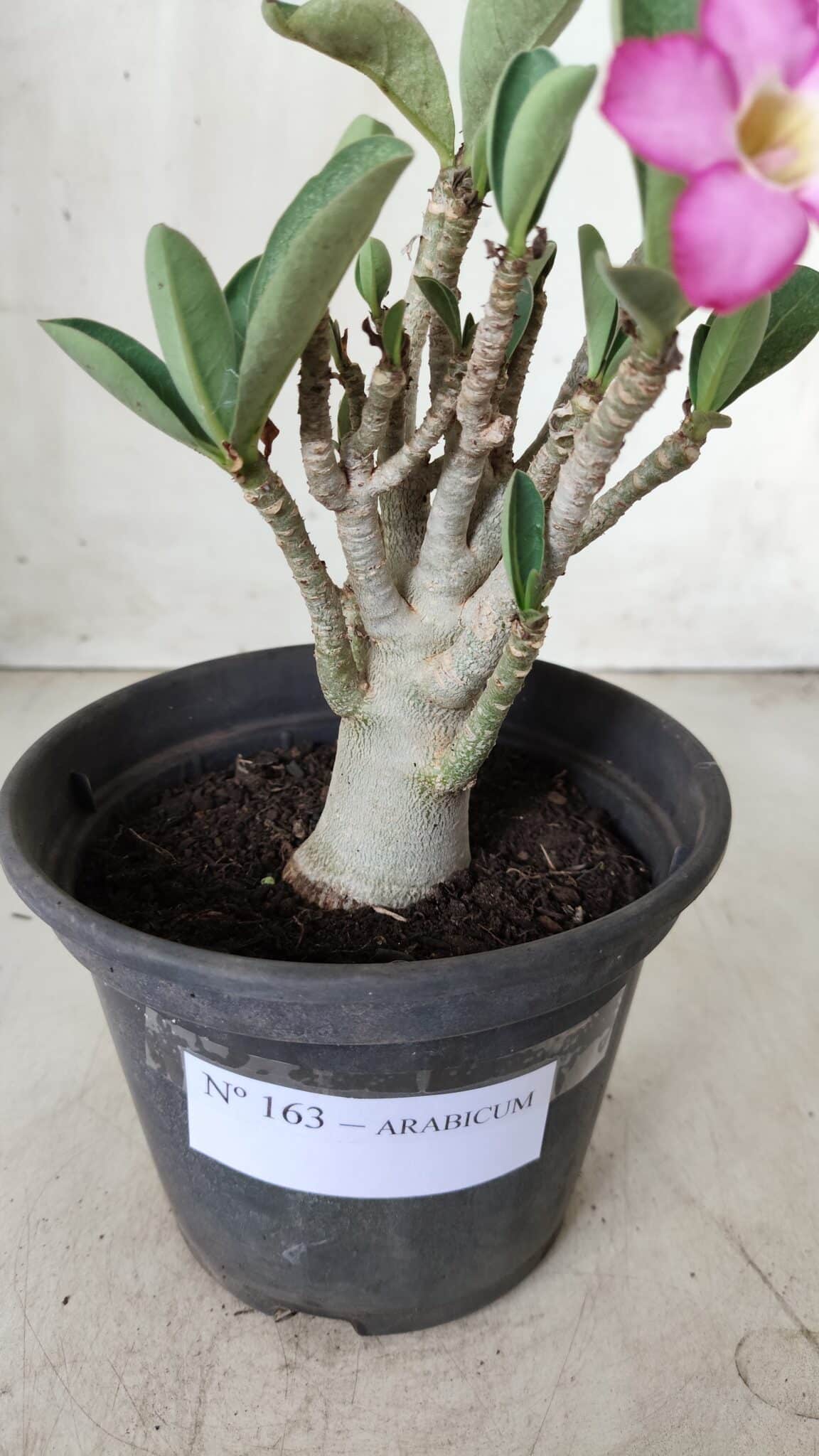 Planta ARABICUM 163 – 20cm - Vaso 15