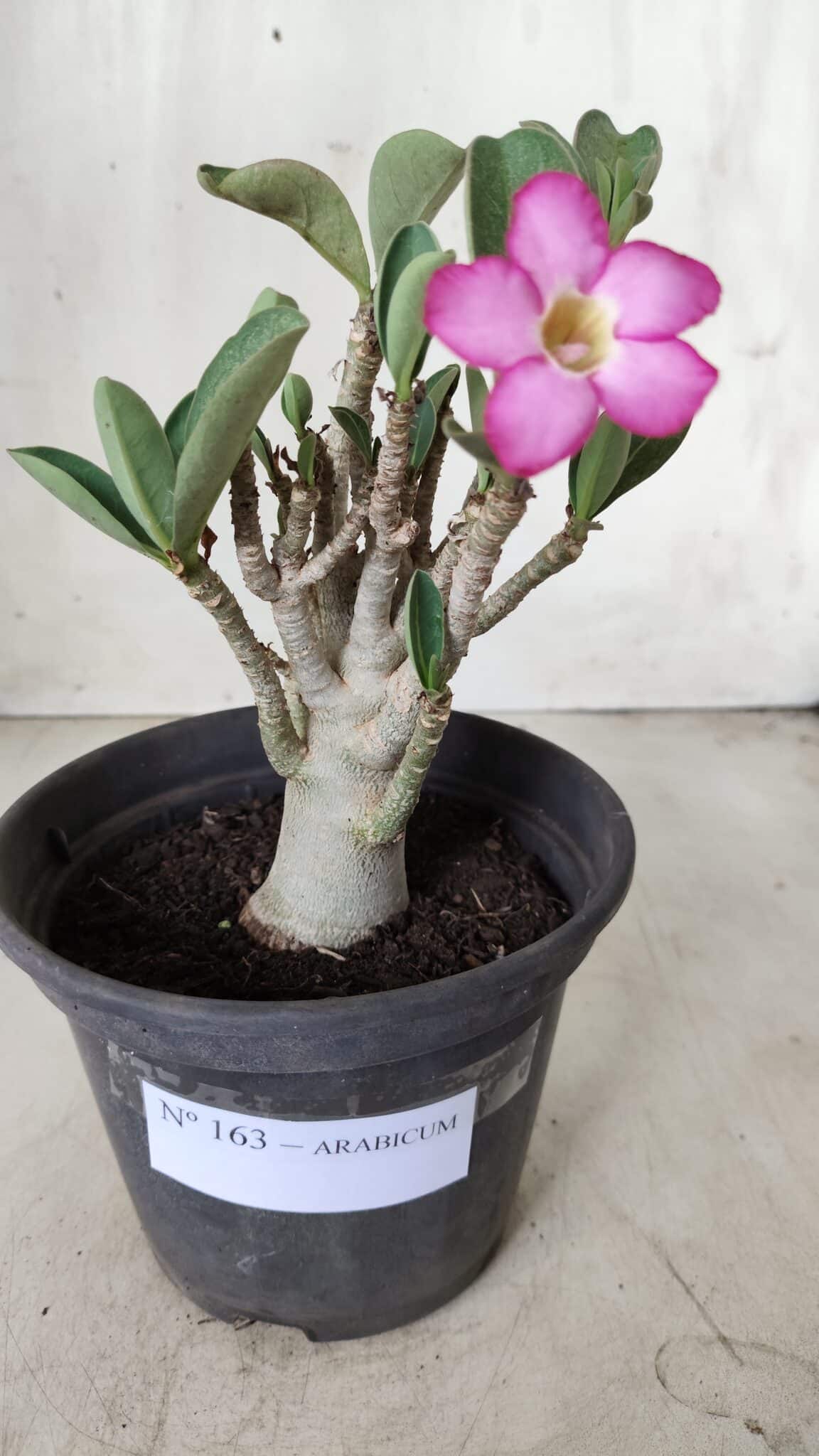 Planta ARABICUM 163 – 20cm - Vaso 15