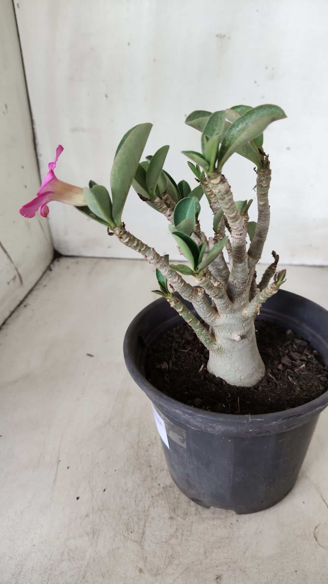 Planta ARABICUM 163 – 20cm - Vaso 15