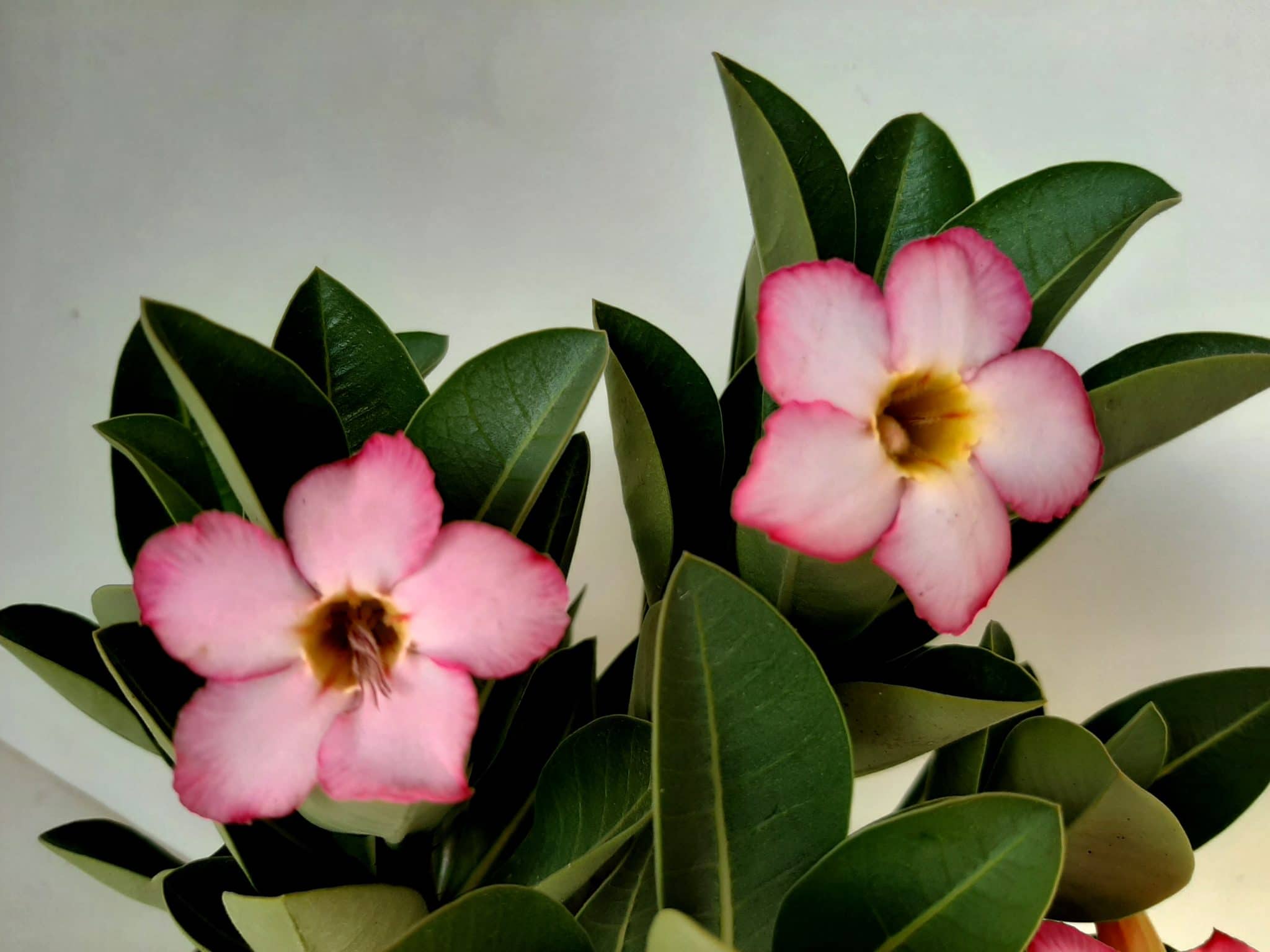 Sementes de Arabicum - foto 7