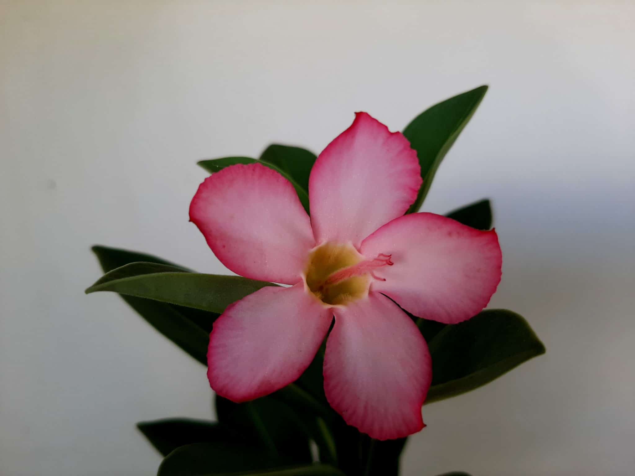 Sementes de Arabicum - Adenium Rosa do Deserto