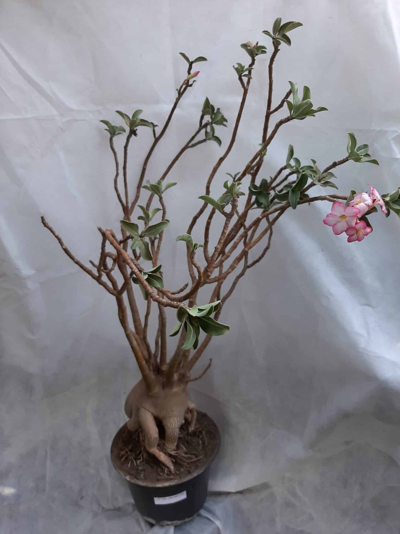 Planta ARABICUM 130 – 80cm – 07 anos