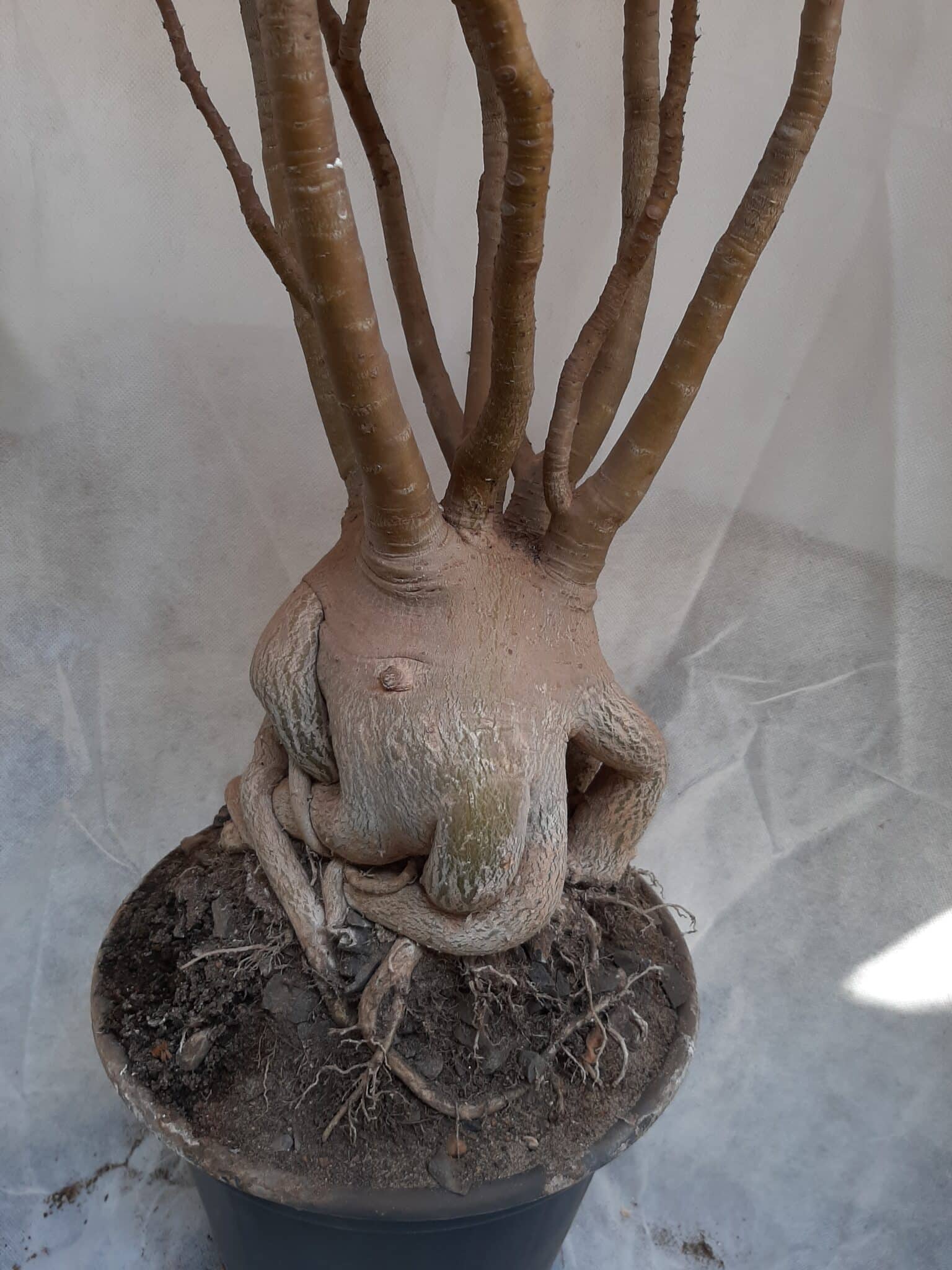 Planta ARABICUM 130 – 80cm – 07 anos