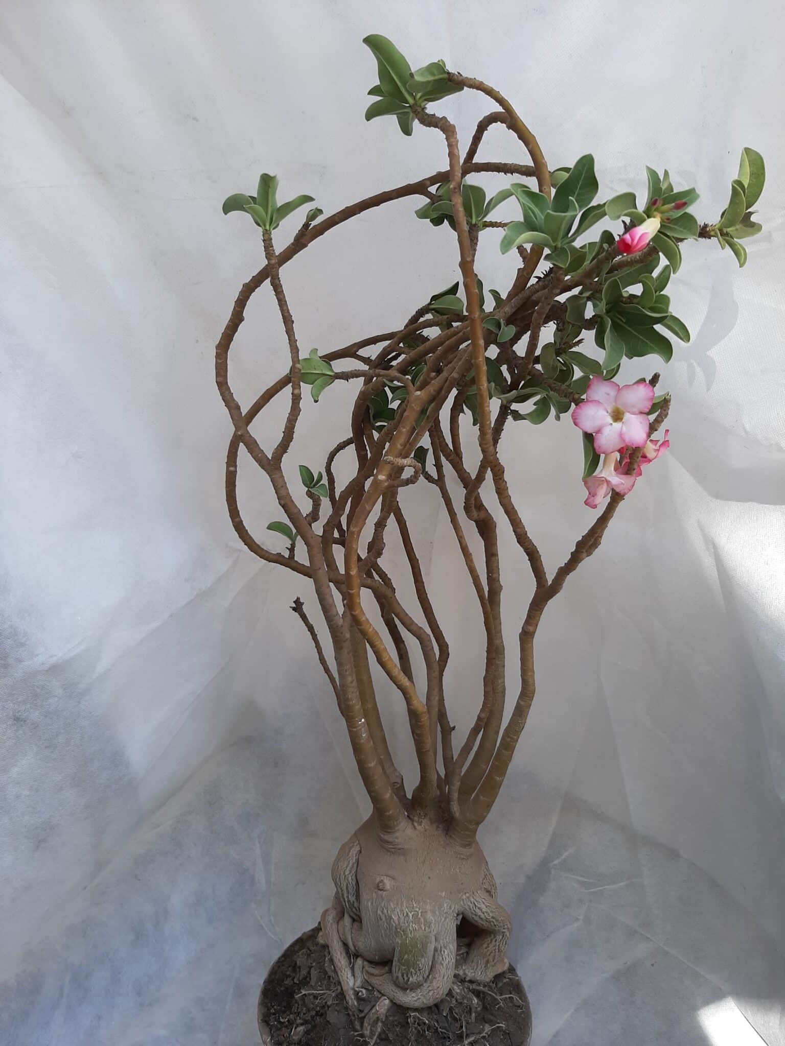 Planta ARABICUM 130 – 80cm – 07 anos