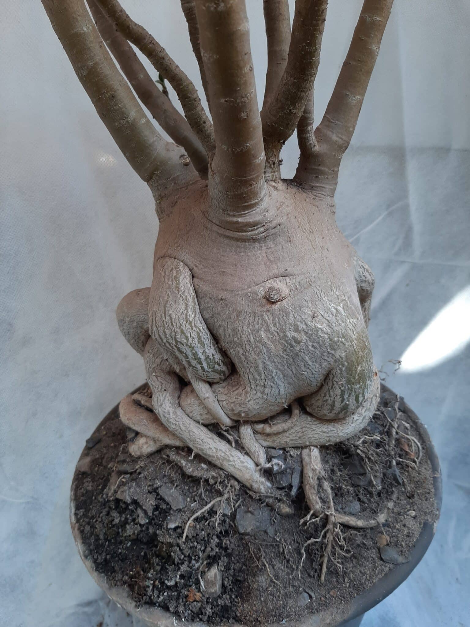 Planta ARABICUM 130 – 80cm – 07 anos