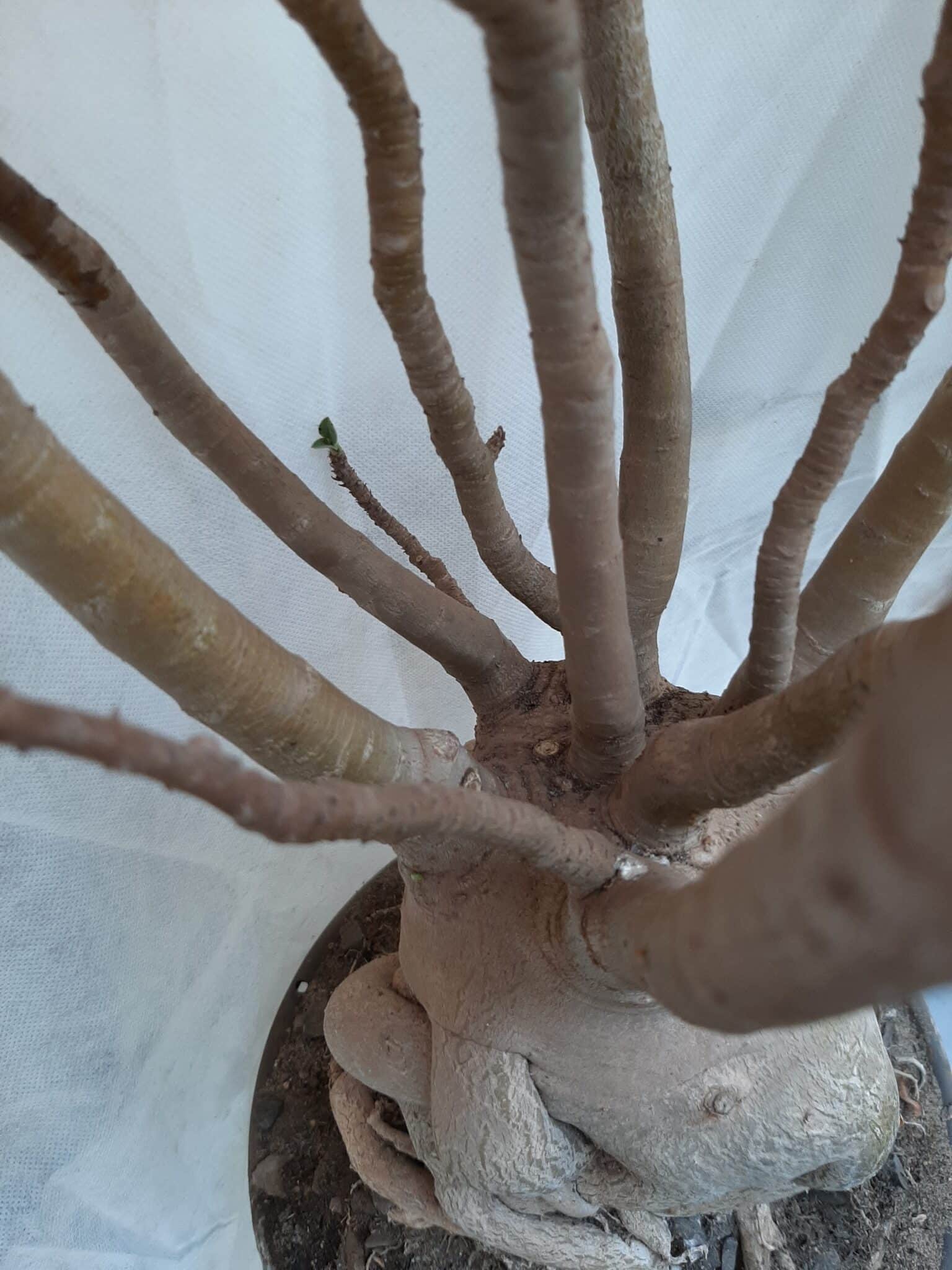 Planta ARABICUM 130 – 80cm – 07 anos