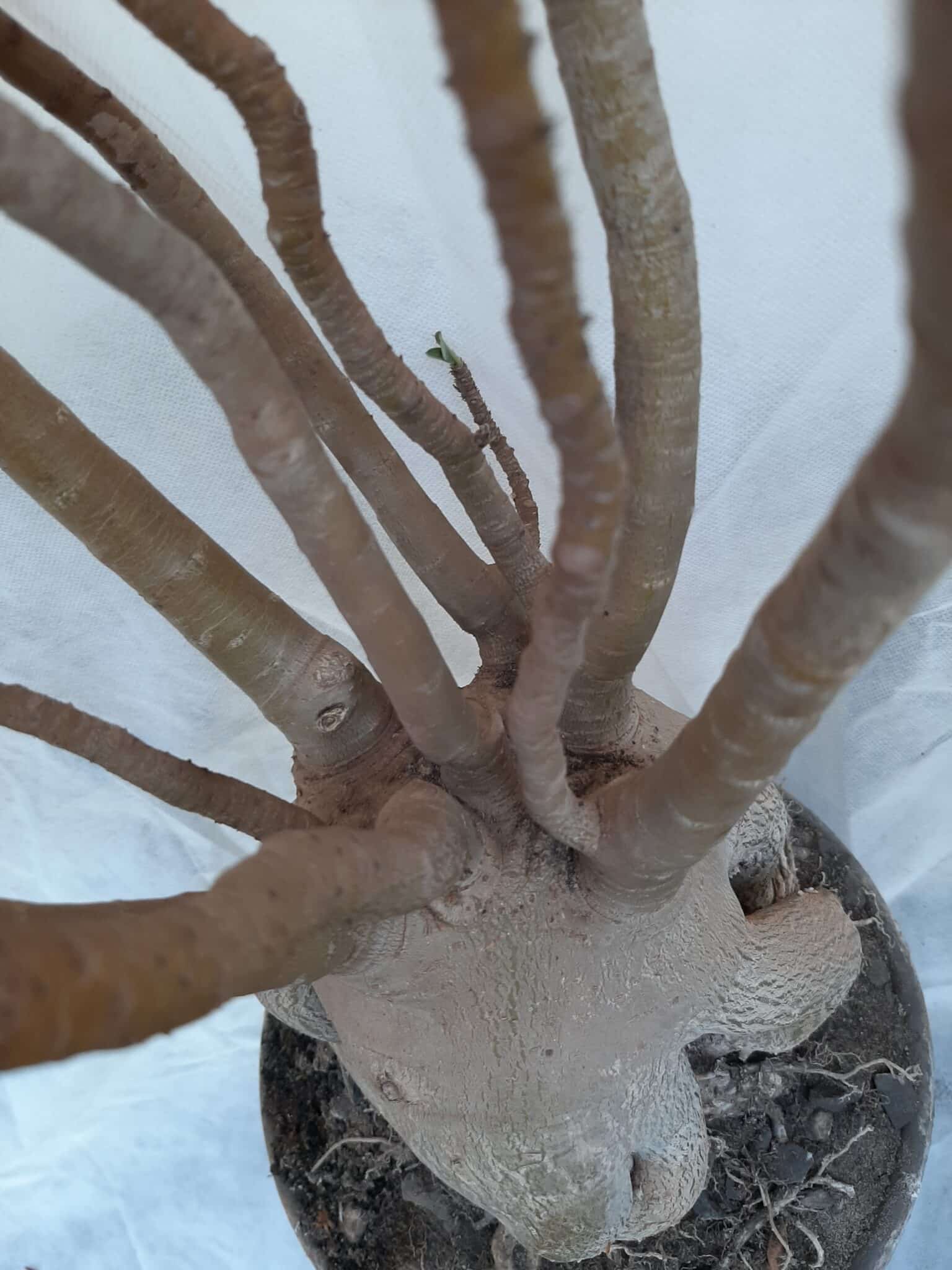 Planta ARABICUM 130 – 80cm – 07 anos