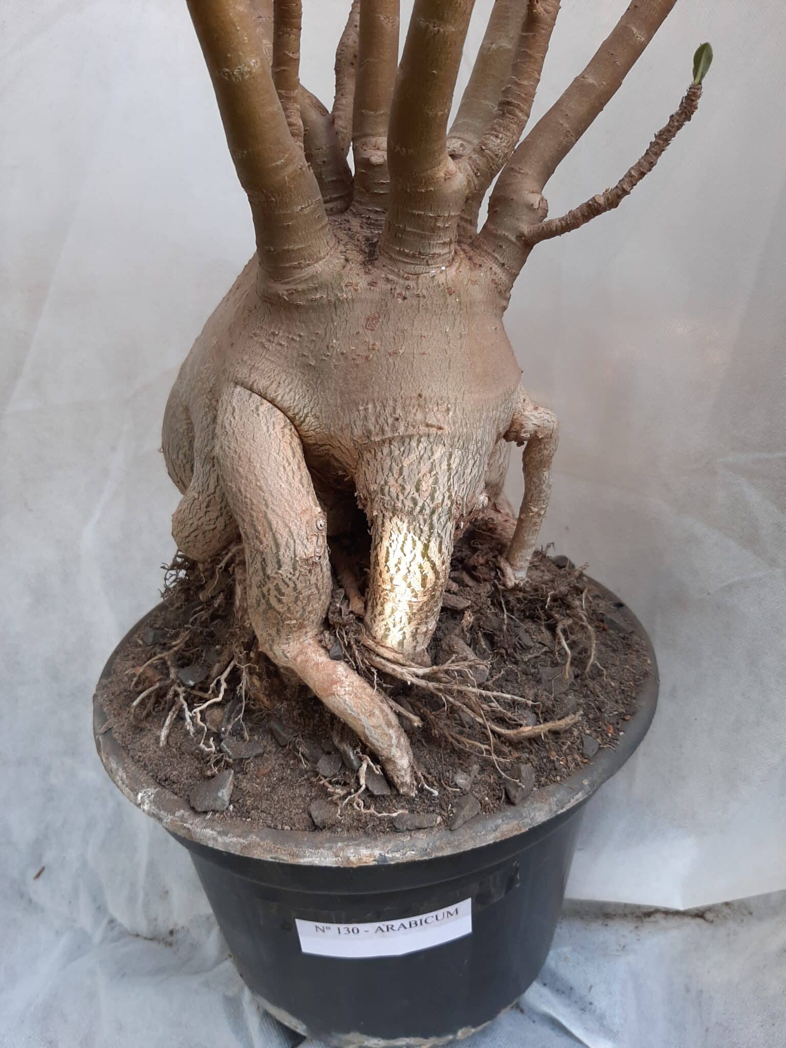 Planta ARABICUM 130 – 80cm – 07 anos