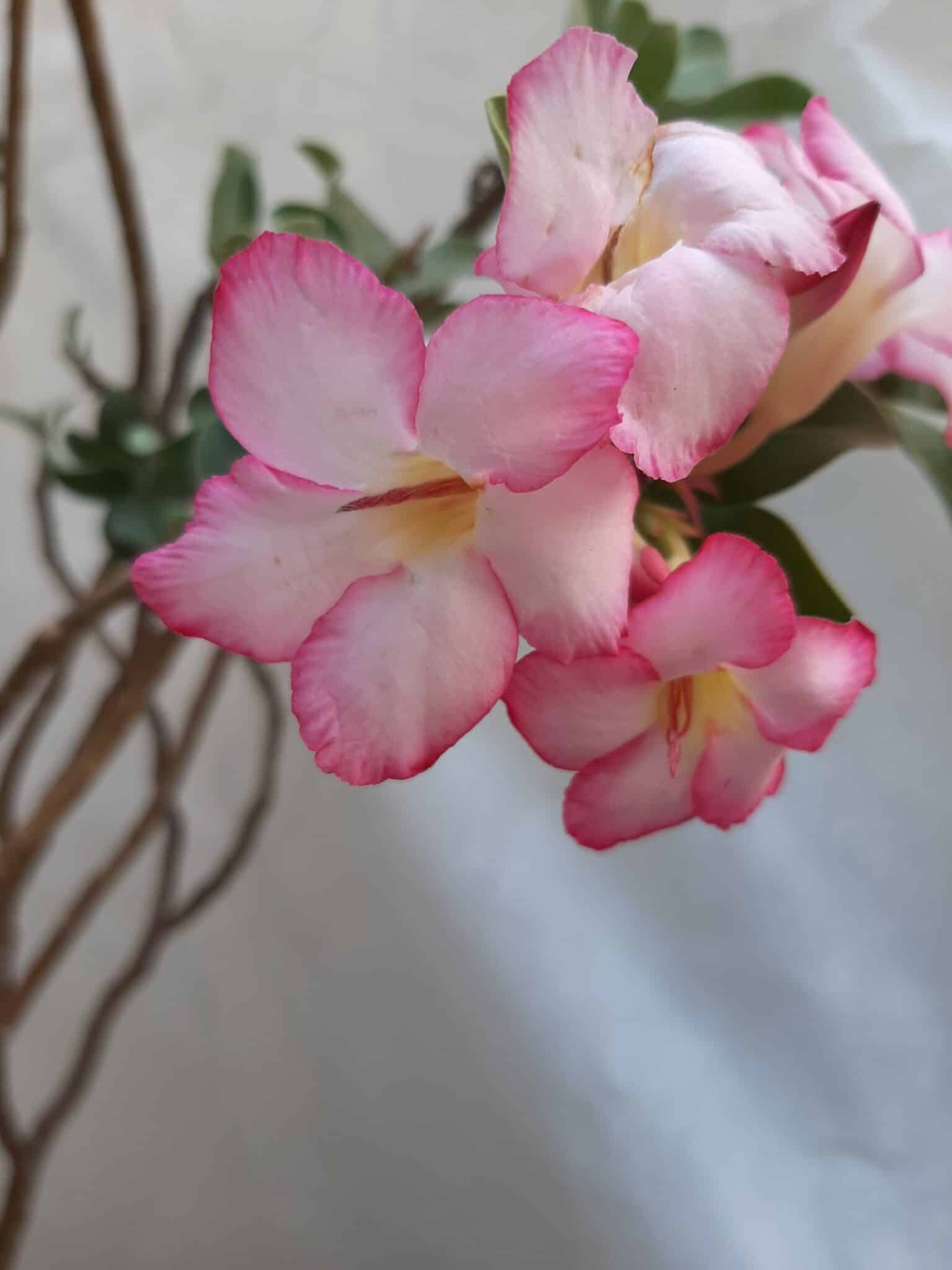 Planta ARABICUM 130 – 80cm – 07 anos