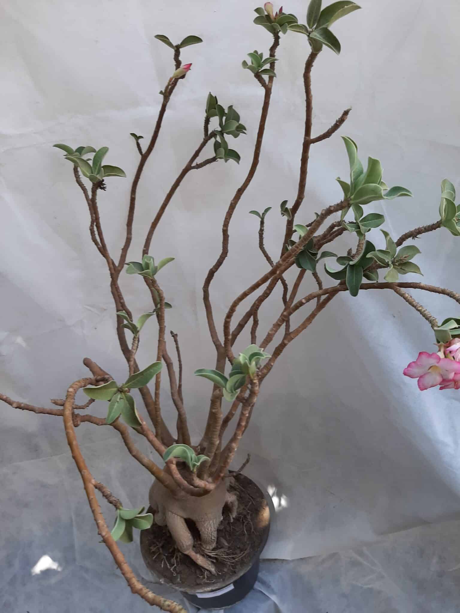 Planta ARABICUM 130 – 80cm – 07 anos