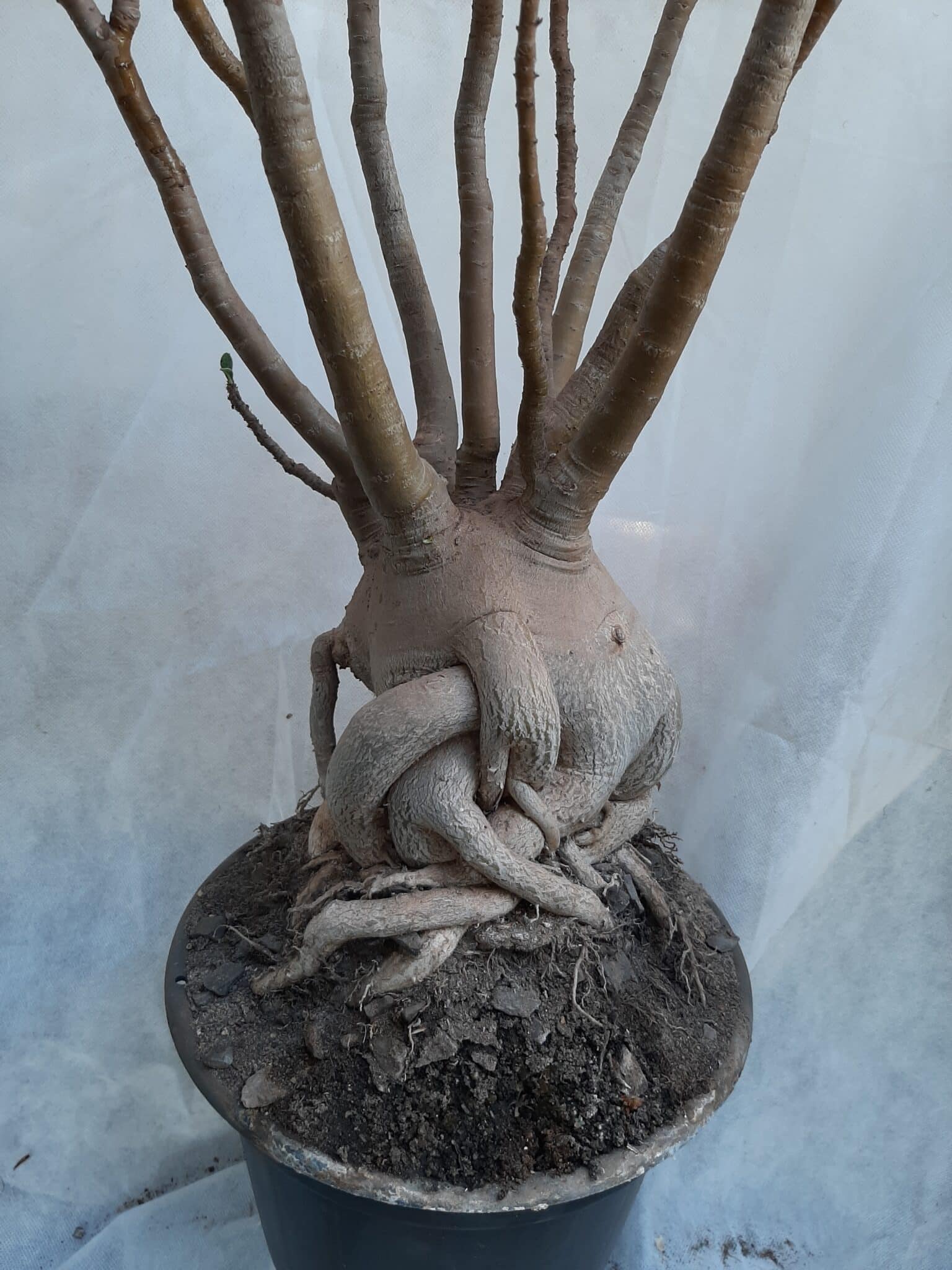 Planta ARABICUM 130 – 80cm – 07 anos