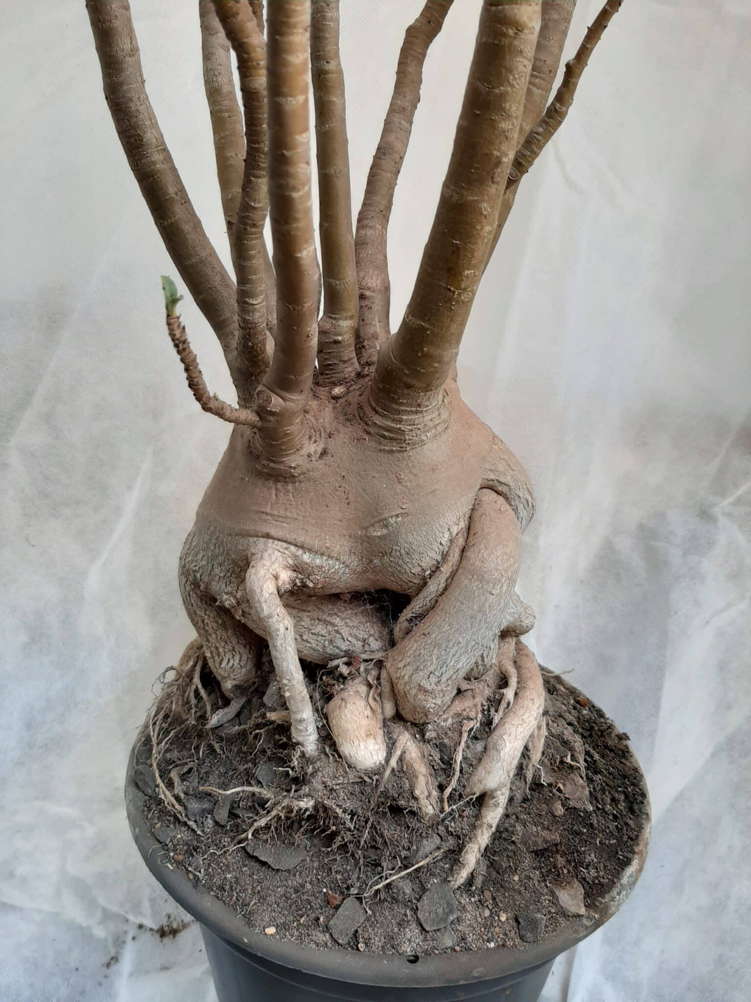 Planta ARABICUM 130 – 80cm – 07 anos