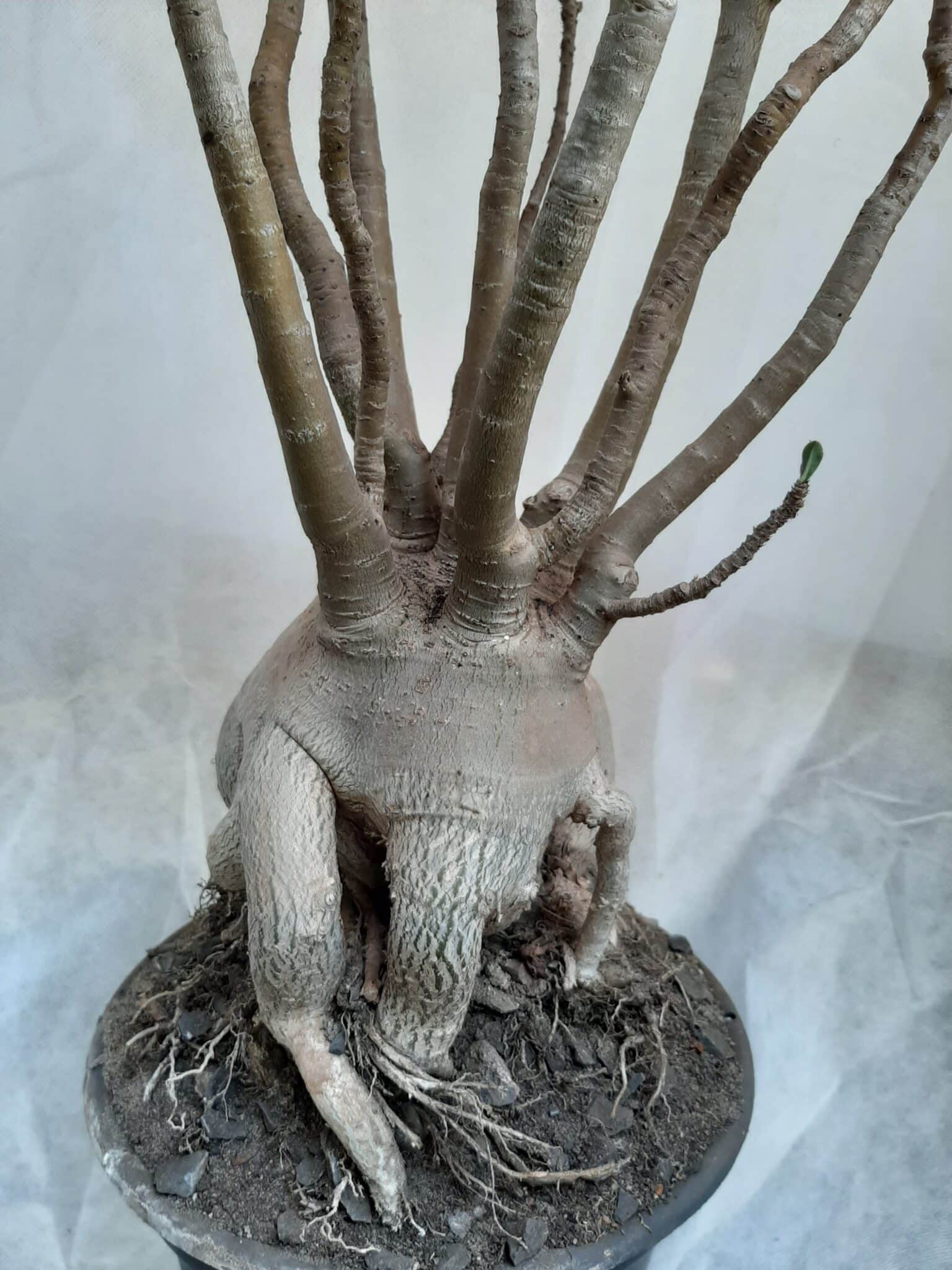 Planta ARABICUM 130 – 80cm – 07 anos