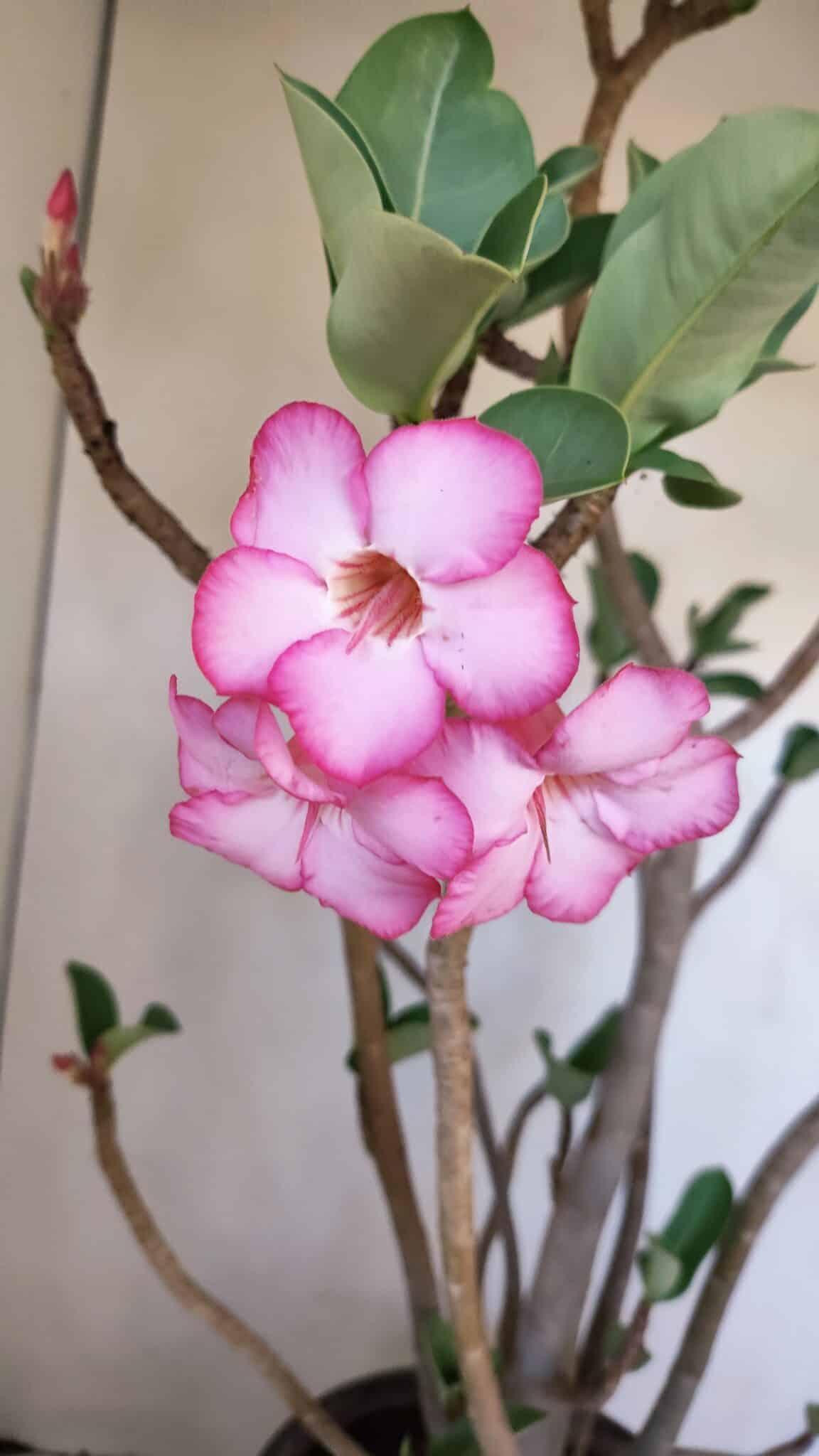 Planta ARABICUM 139 – 40cm – 04 anos