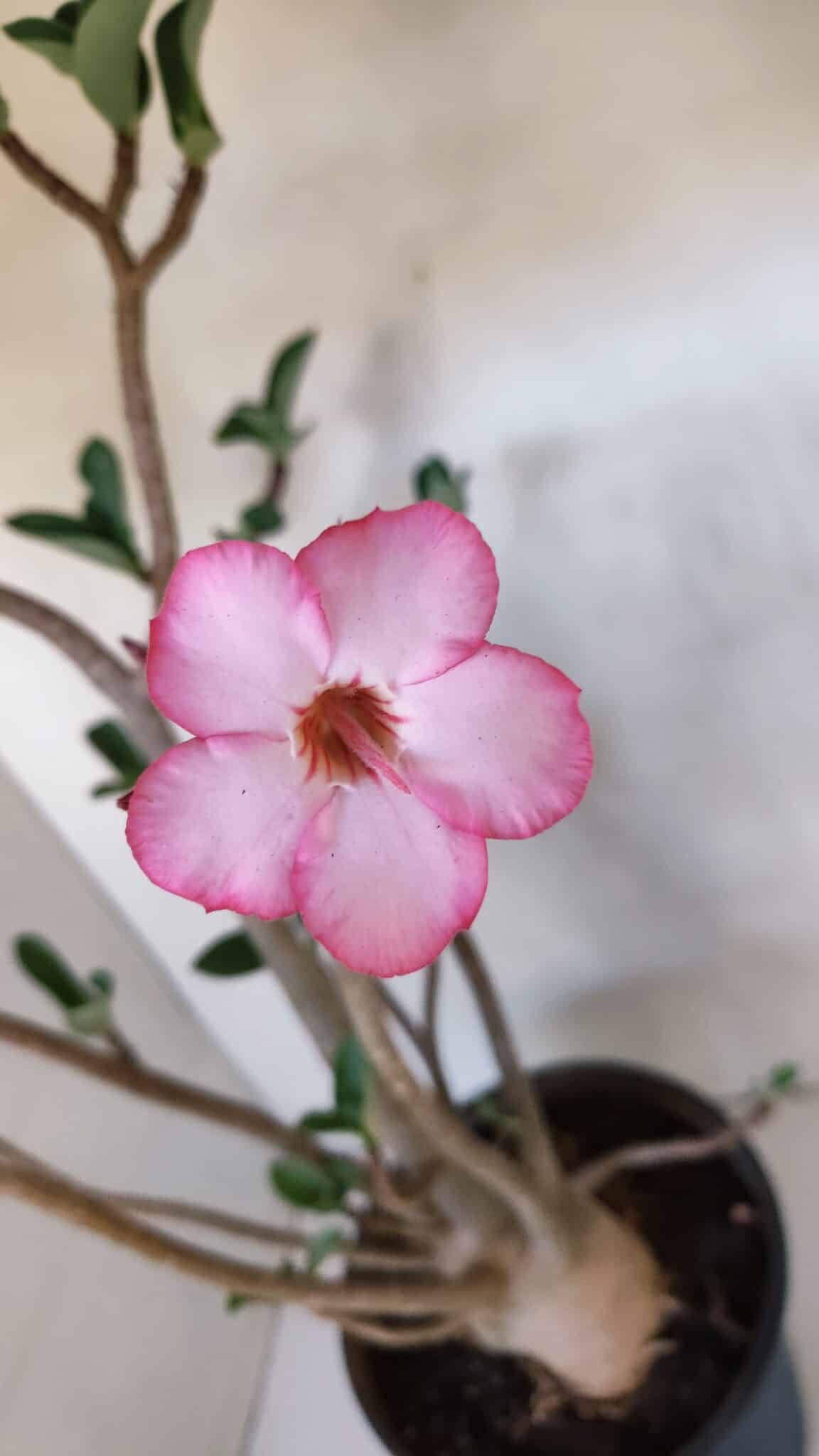 Planta ARABICUM 139 – 40cm – 04 anos