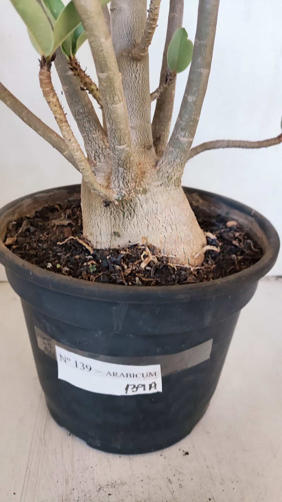 Planta ARABICUM 139 – 40cm – 04 anos