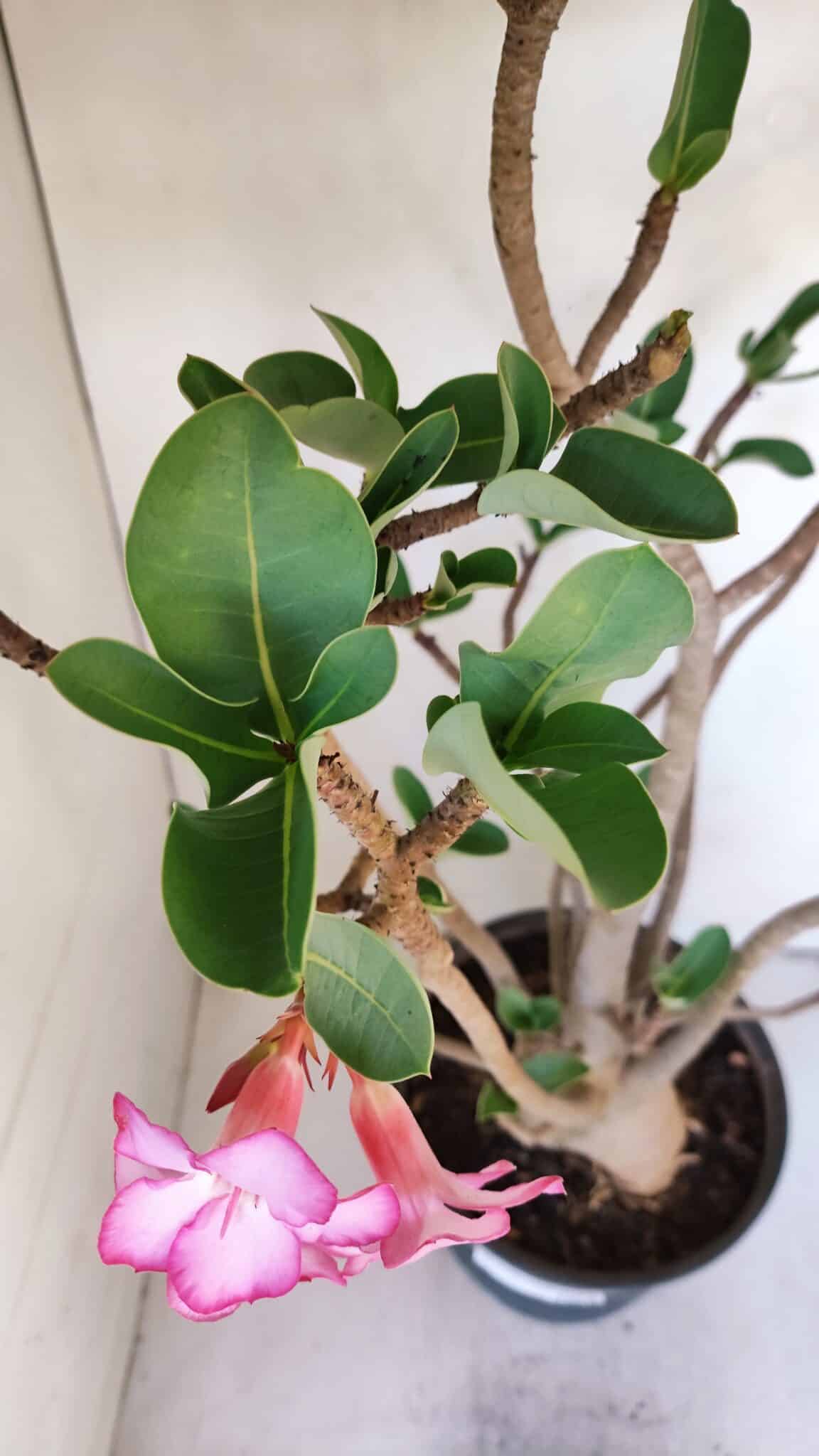 Planta ARABICUM 139 – 40cm – 04 anos