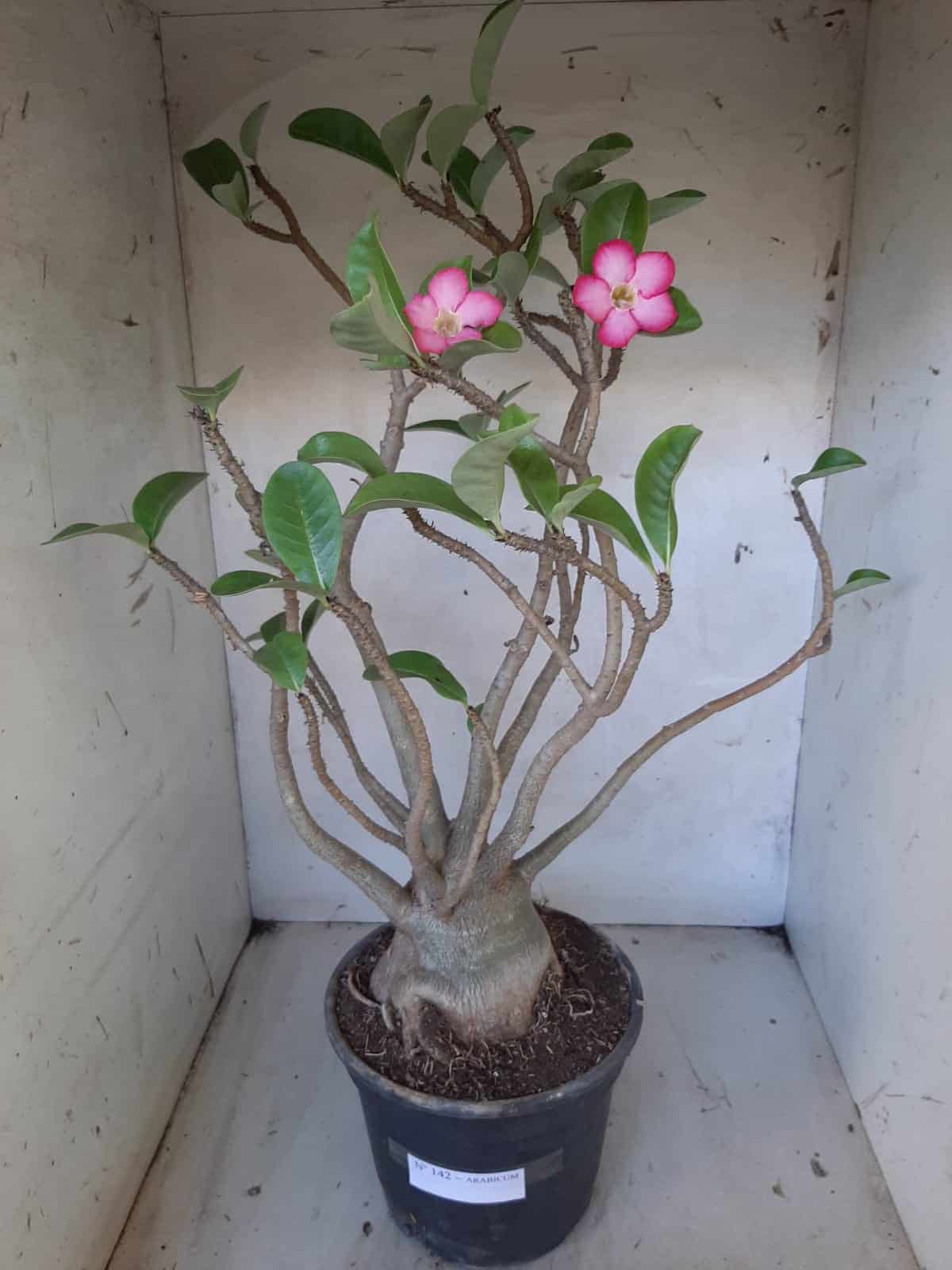 Planta ARABICUM 142 – 40cm – 04 anos