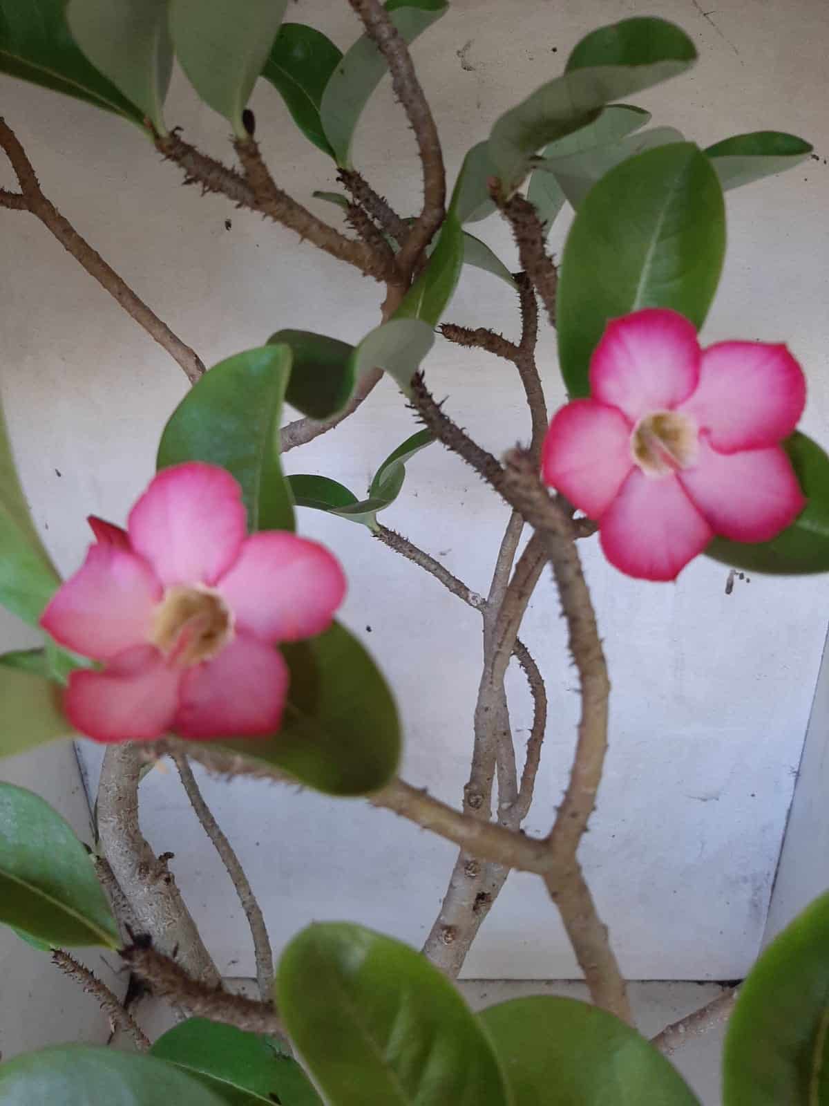 Planta ARABICUM 142 – 40cm – 04 anos