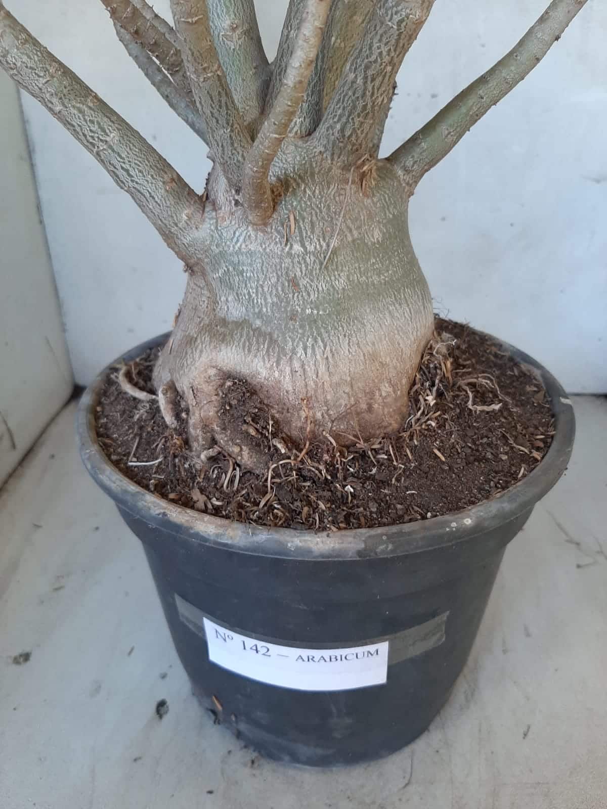 Planta ARABICUM 142 – 40cm – 04 anos
