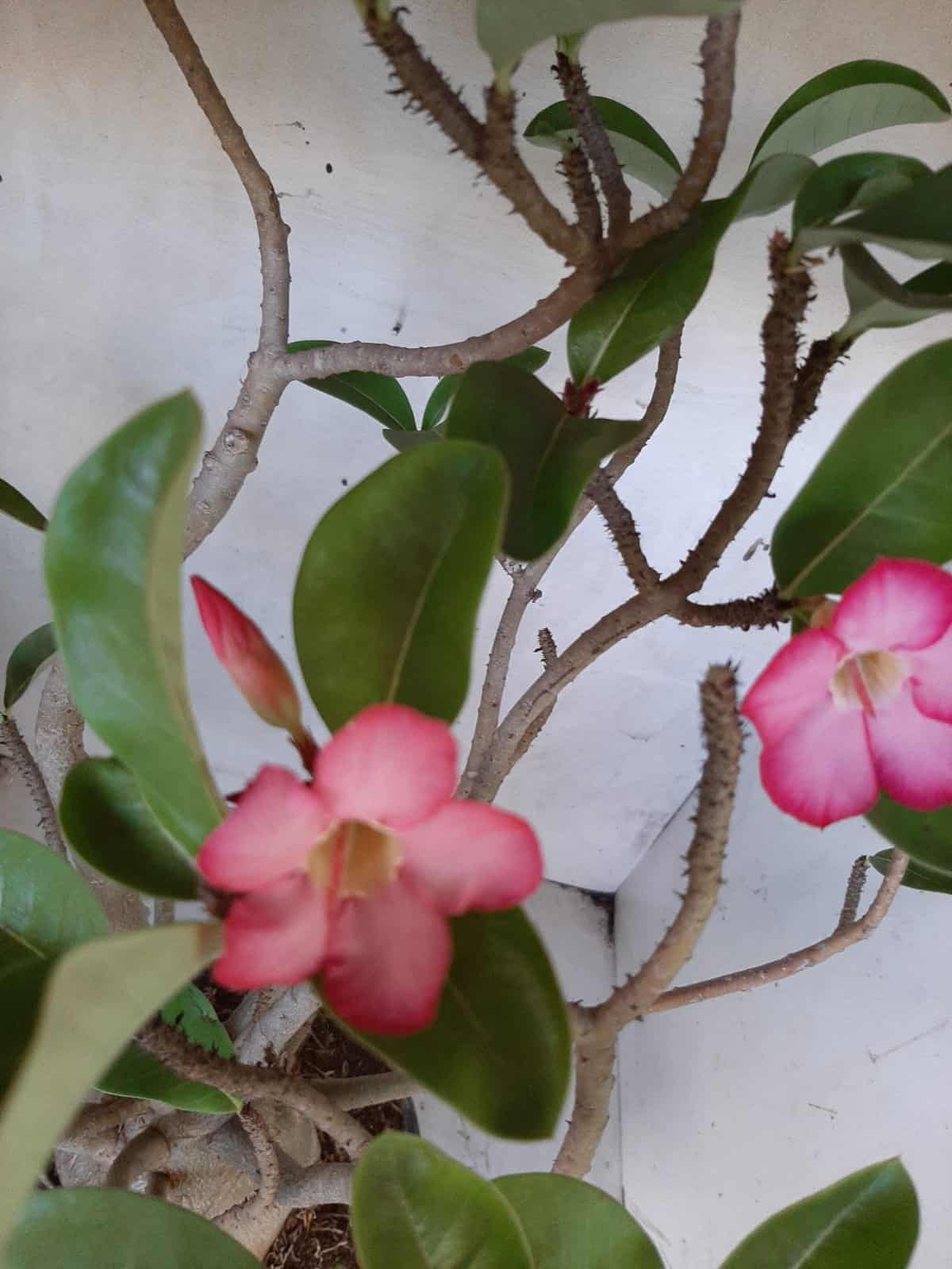 Planta ARABICUM 142 – 40cm – 04 anos