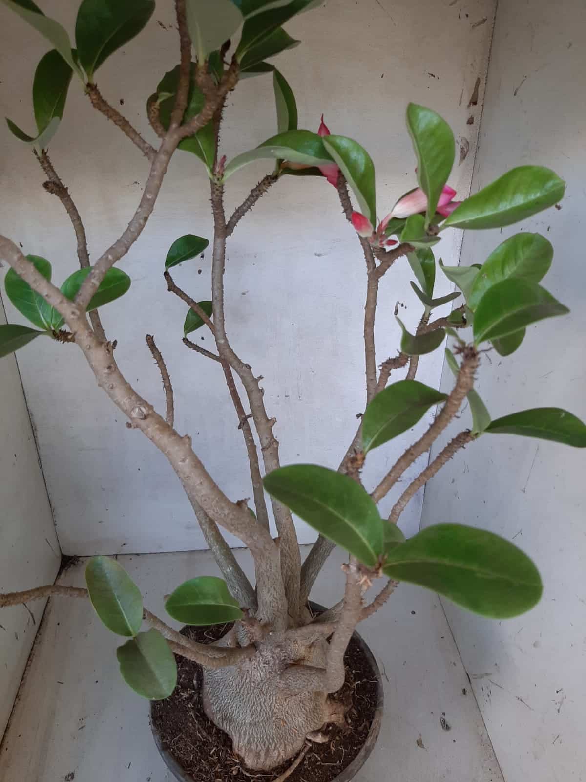Planta ARABICUM 142 – 40cm – 04 anos