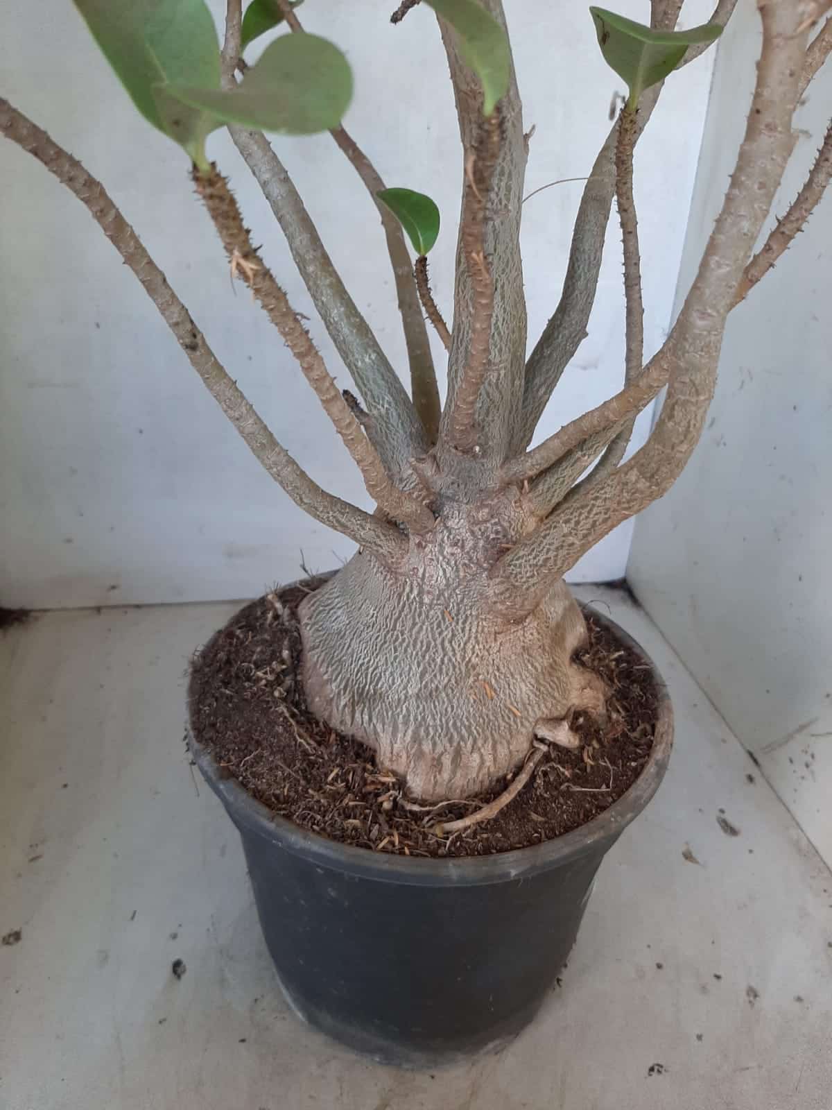 Planta ARABICUM 142 – 40cm – 04 anos