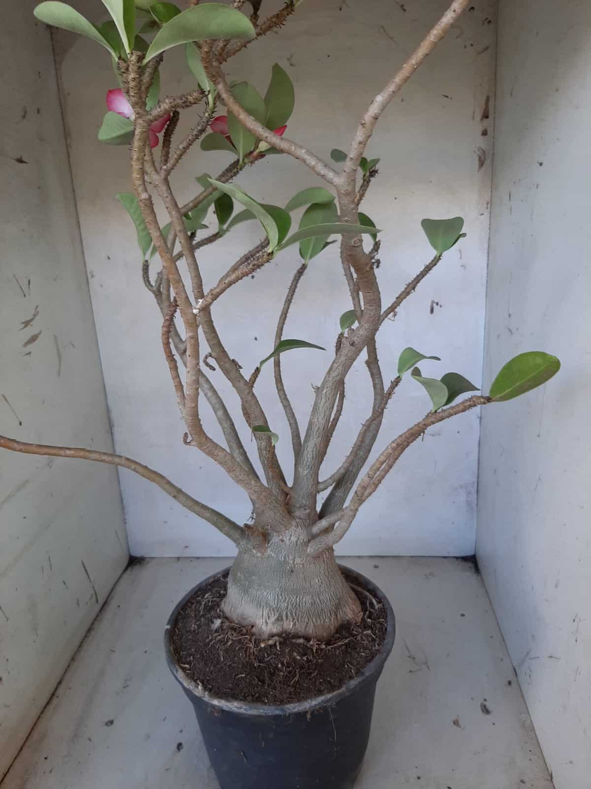 Planta ARABICUM 142 – 40cm – 04 anos