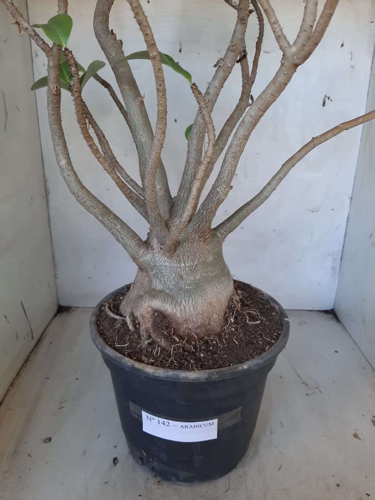 Planta ARABICUM 142 – 40cm – 04 anos