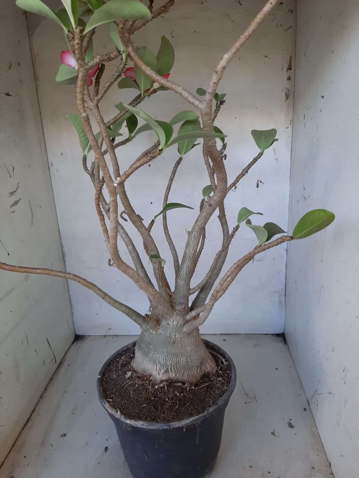 Planta ARABICUM 142 – 40cm – 04 anos